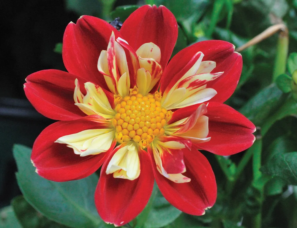 july2011_5106redyel_dahlia8.jpg