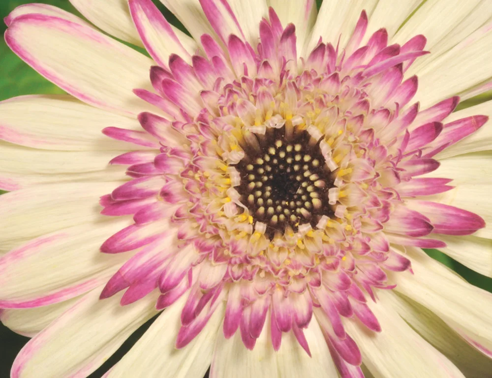 jan2011_9986_pastelgerbera.jpgJ