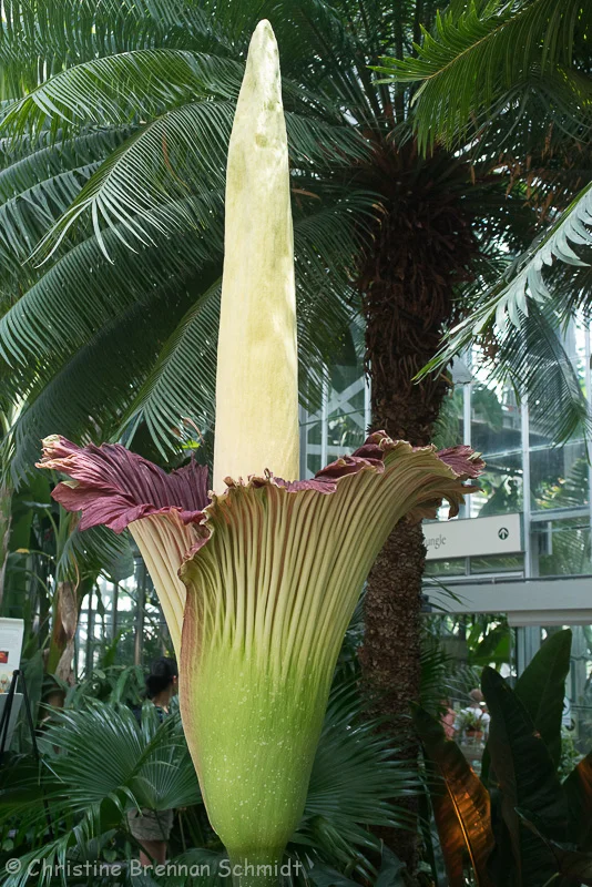 titanarum-4888.jpg