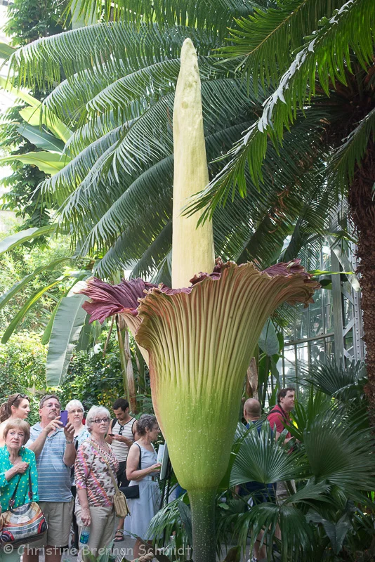 There was a crowd to see this giant.