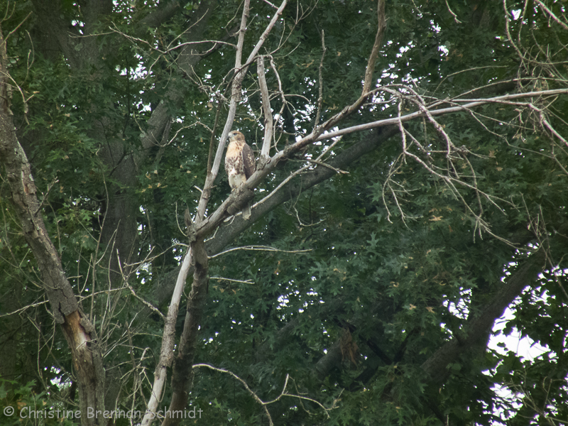 A large hawk.