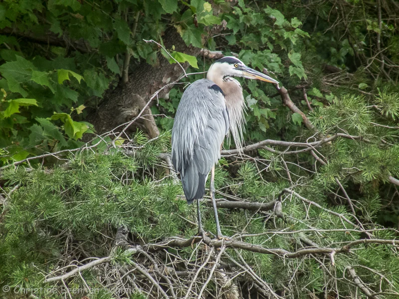 birds-0882.jpg
