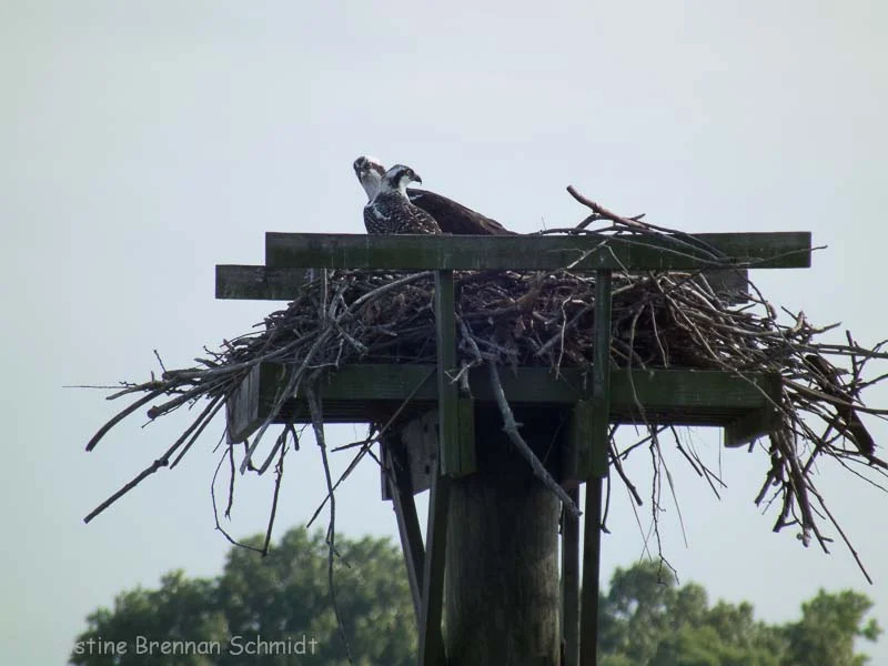 An osprey nest.