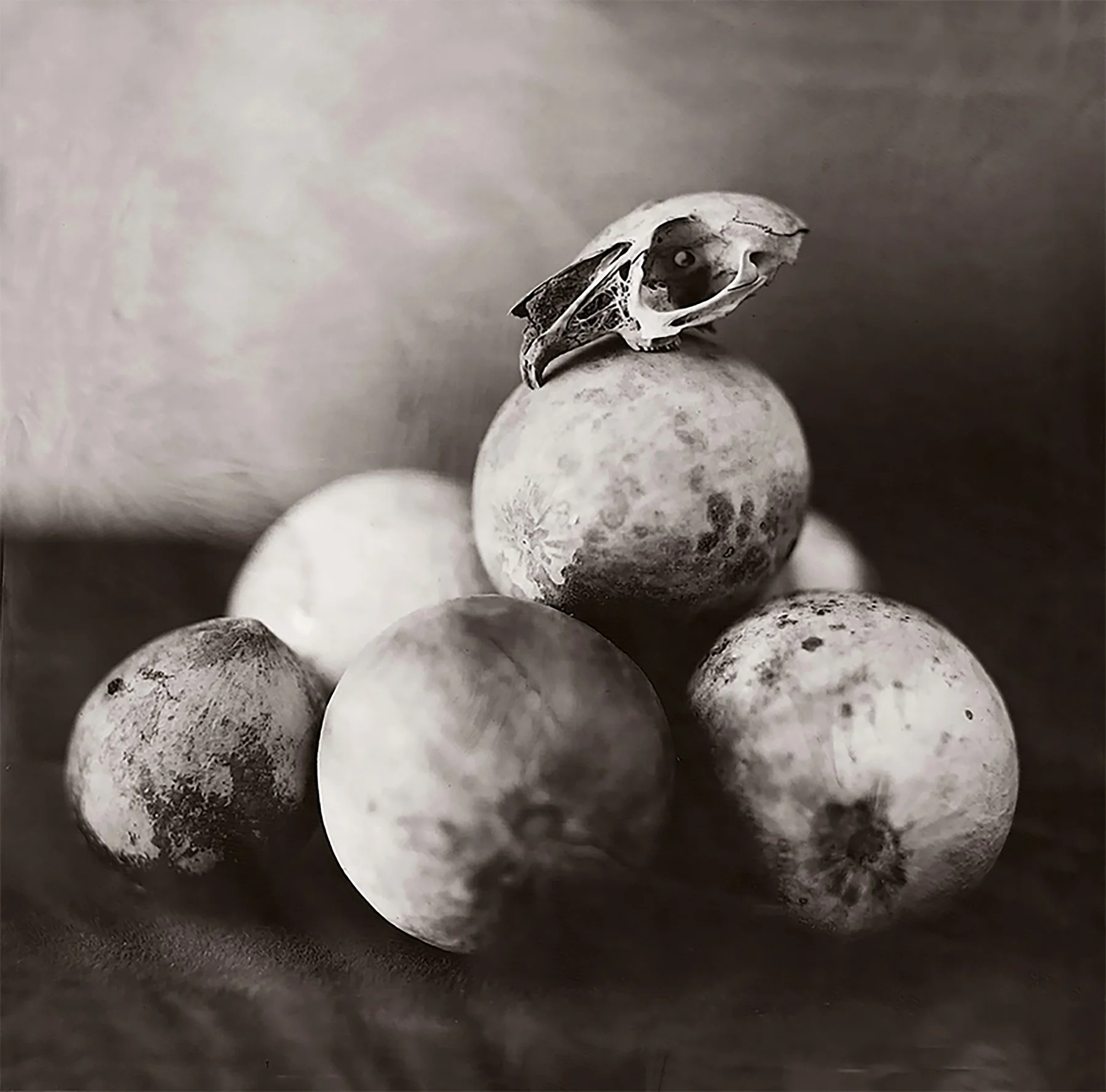Skull-Galls-Pos.jpg