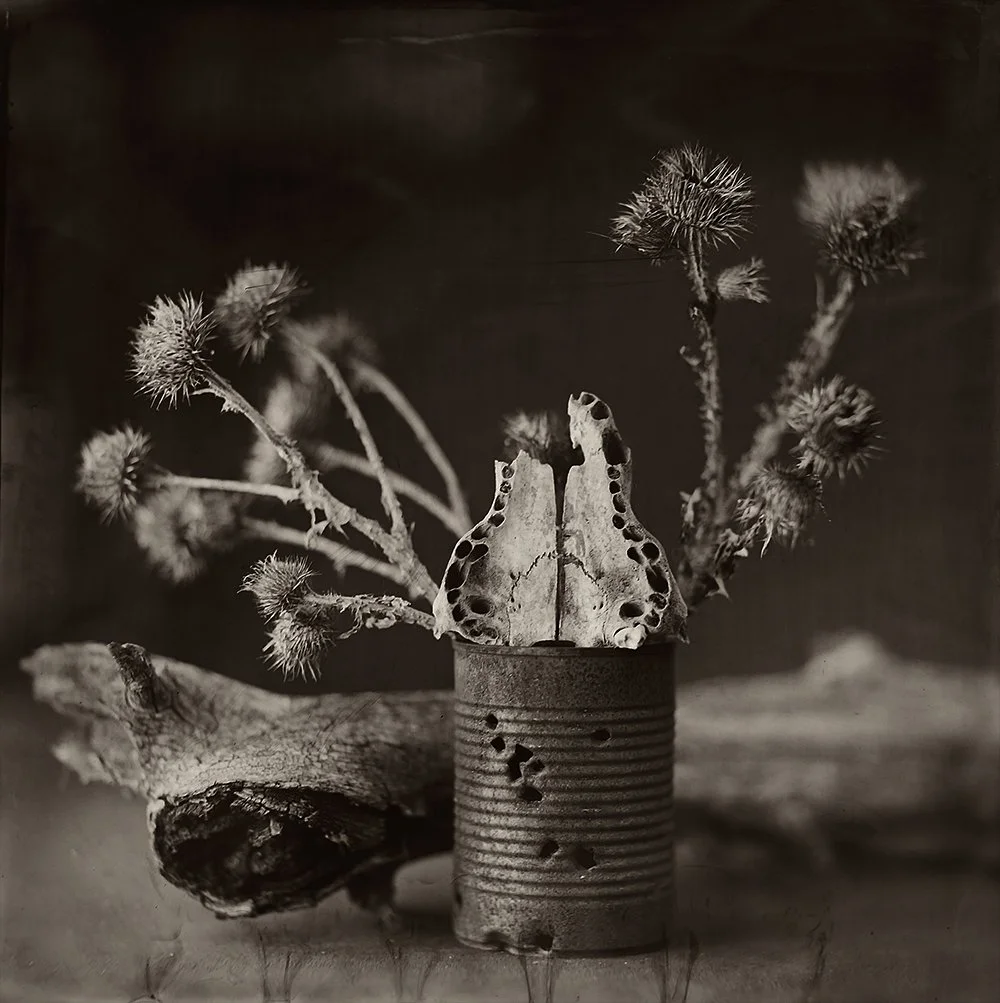 Thistle and Fox Jaw copy.jpg