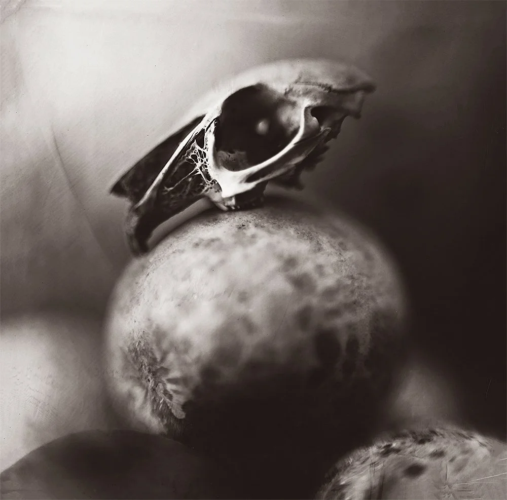Derogy Skull and Galls copy.jpg