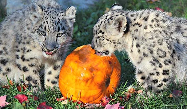 Crédit photo : site web du Zoo de Granby