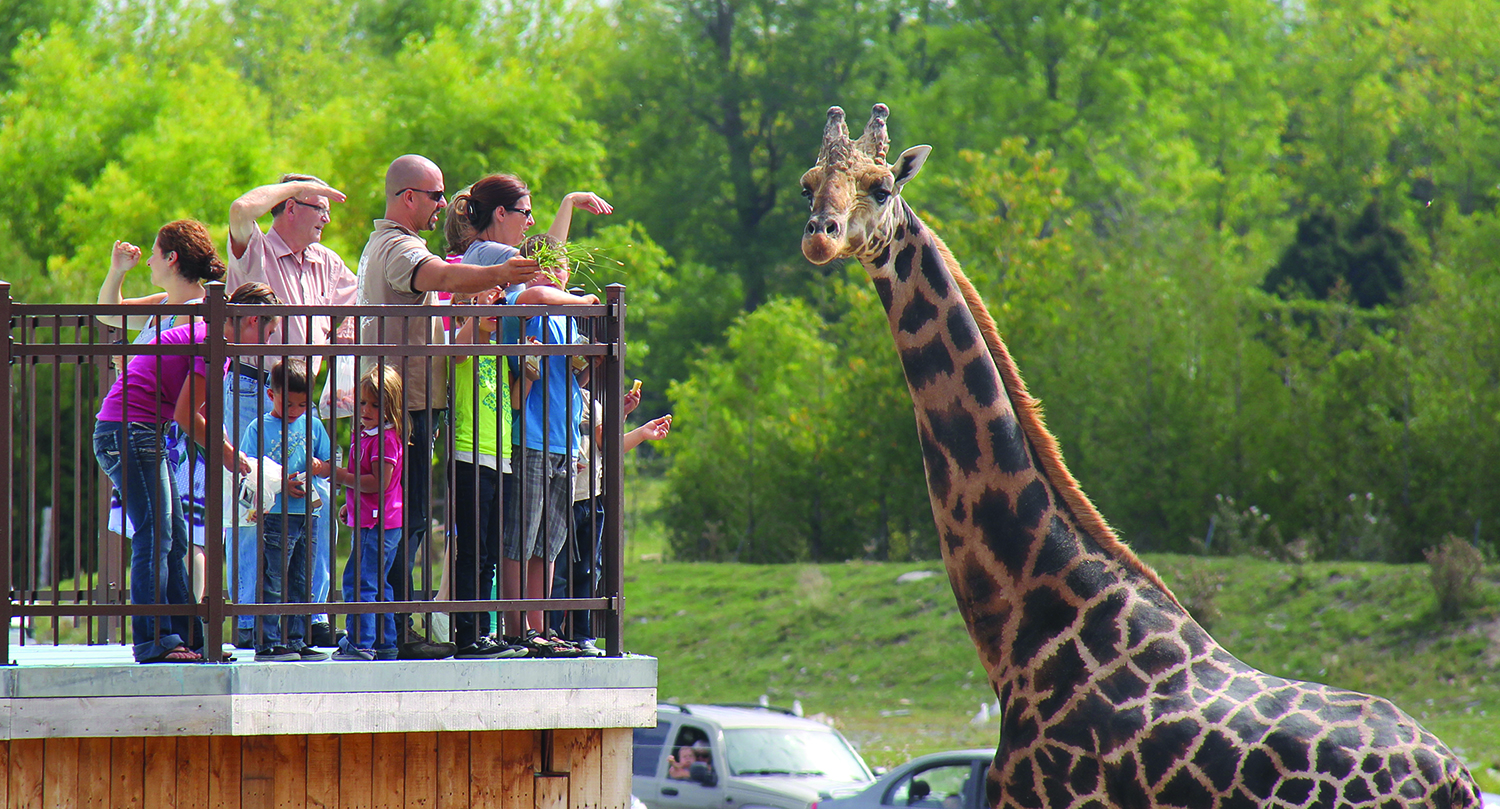 Crédit photo : Parc Safari
