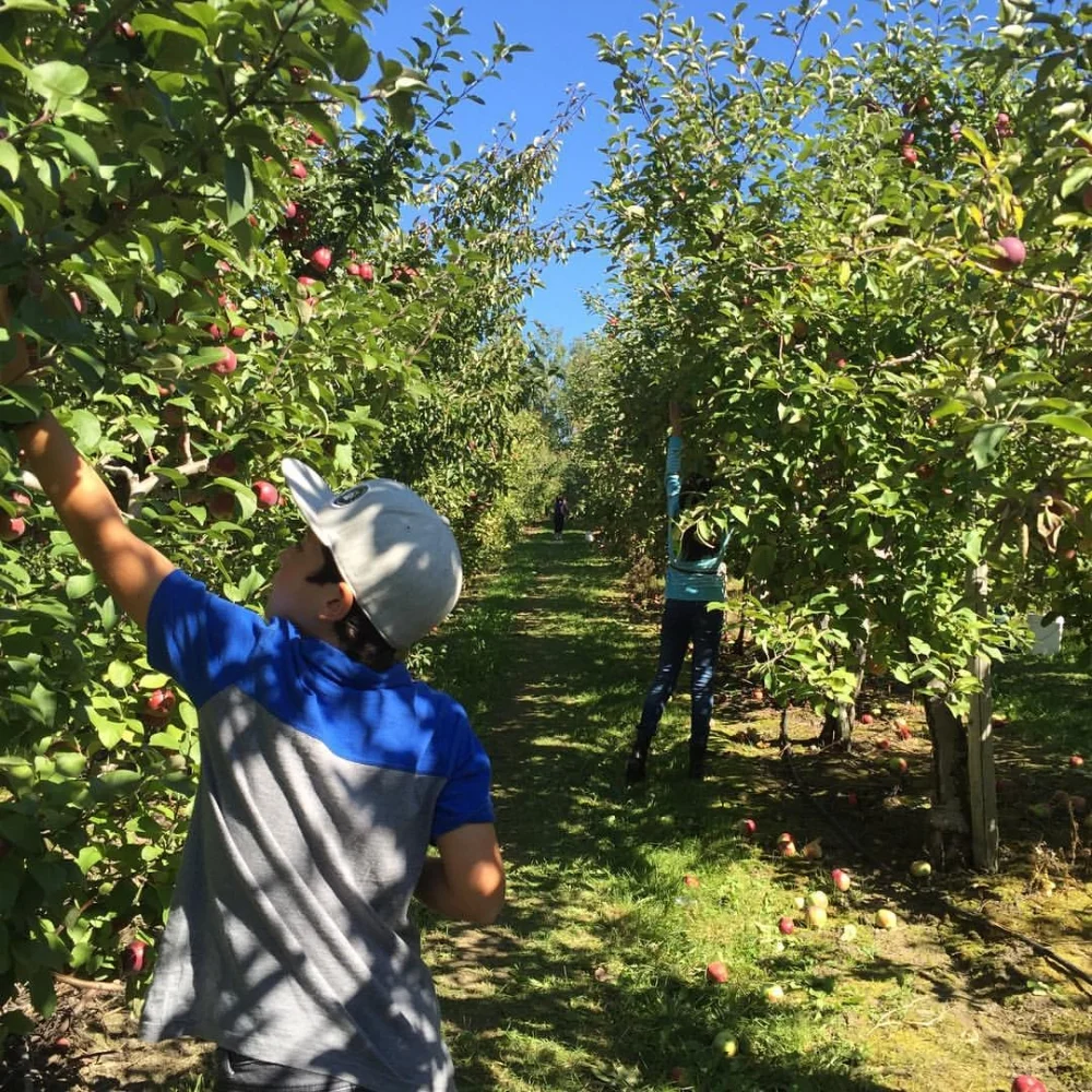 cueillette de pommes