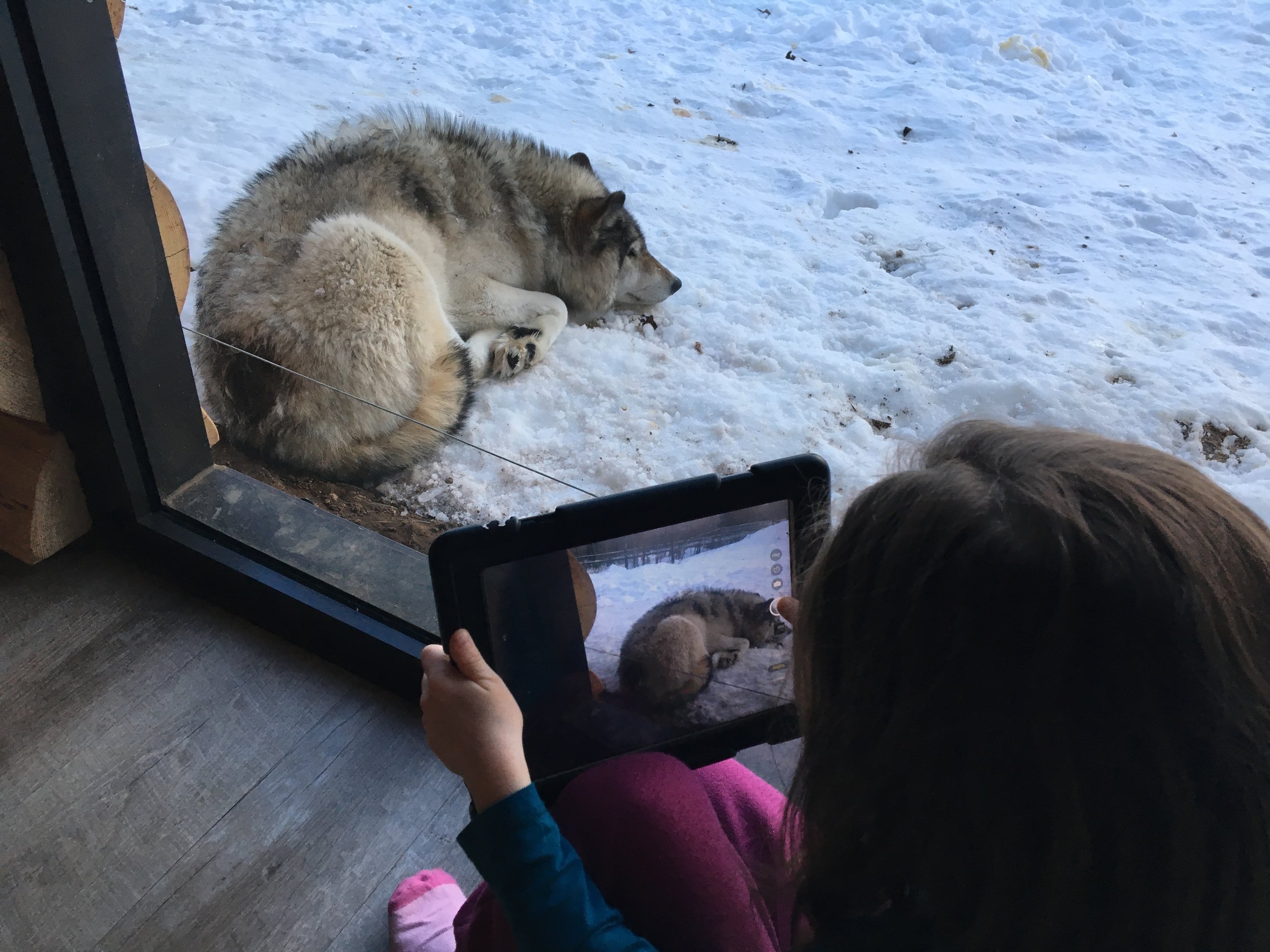 Ma grande de 6 ans a du prendre 500 photos de loups... Pour la petite histoire, celui-ci est l'omega de la meute. Toujours en retrait, un peu abimé par la vie. Nous avons apris que chaque loup a son rang..JPG