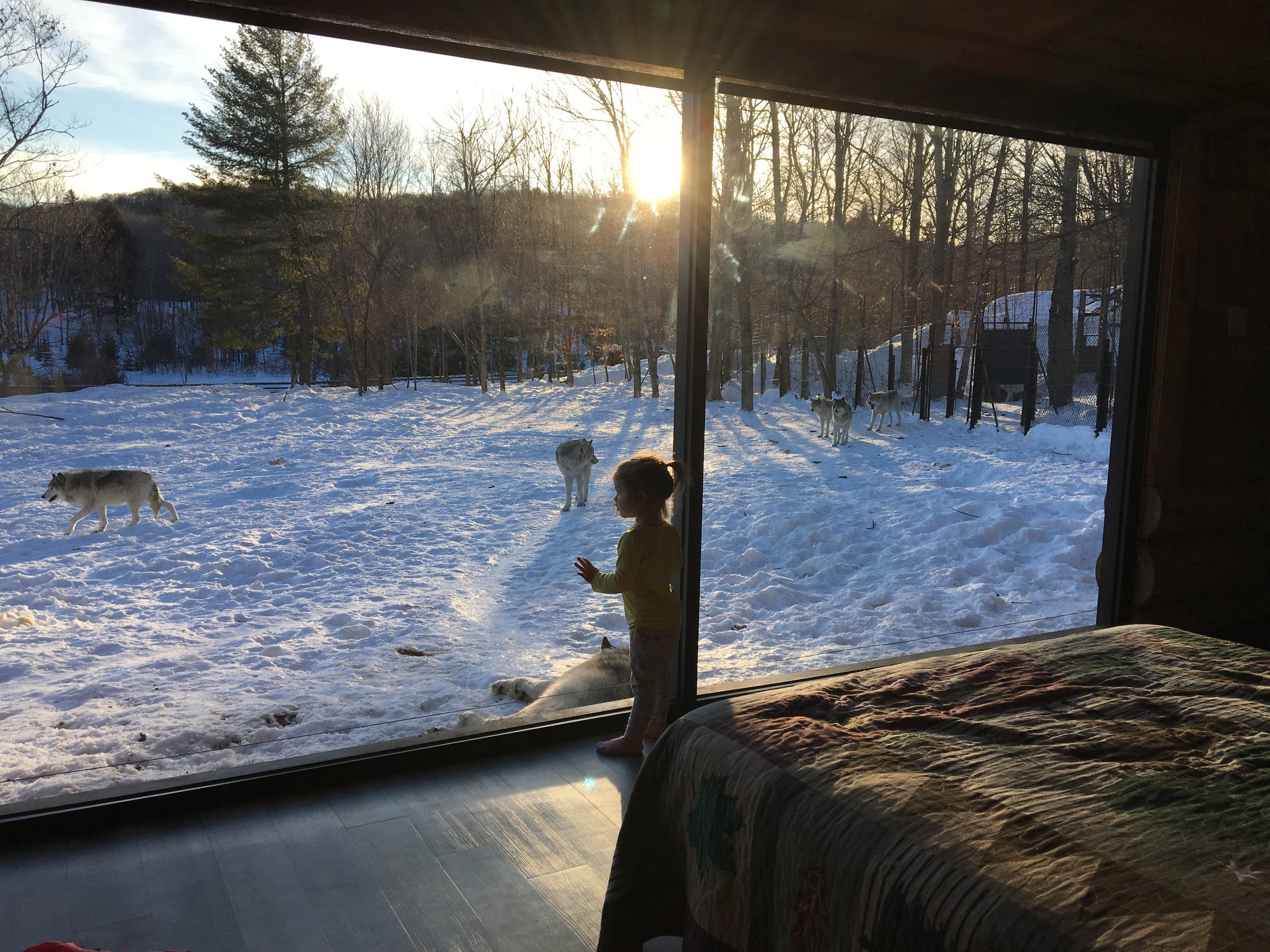 Ma poulette de 2 ans était absoluement fascinée par les loups qui venaient l'observer!.JPG