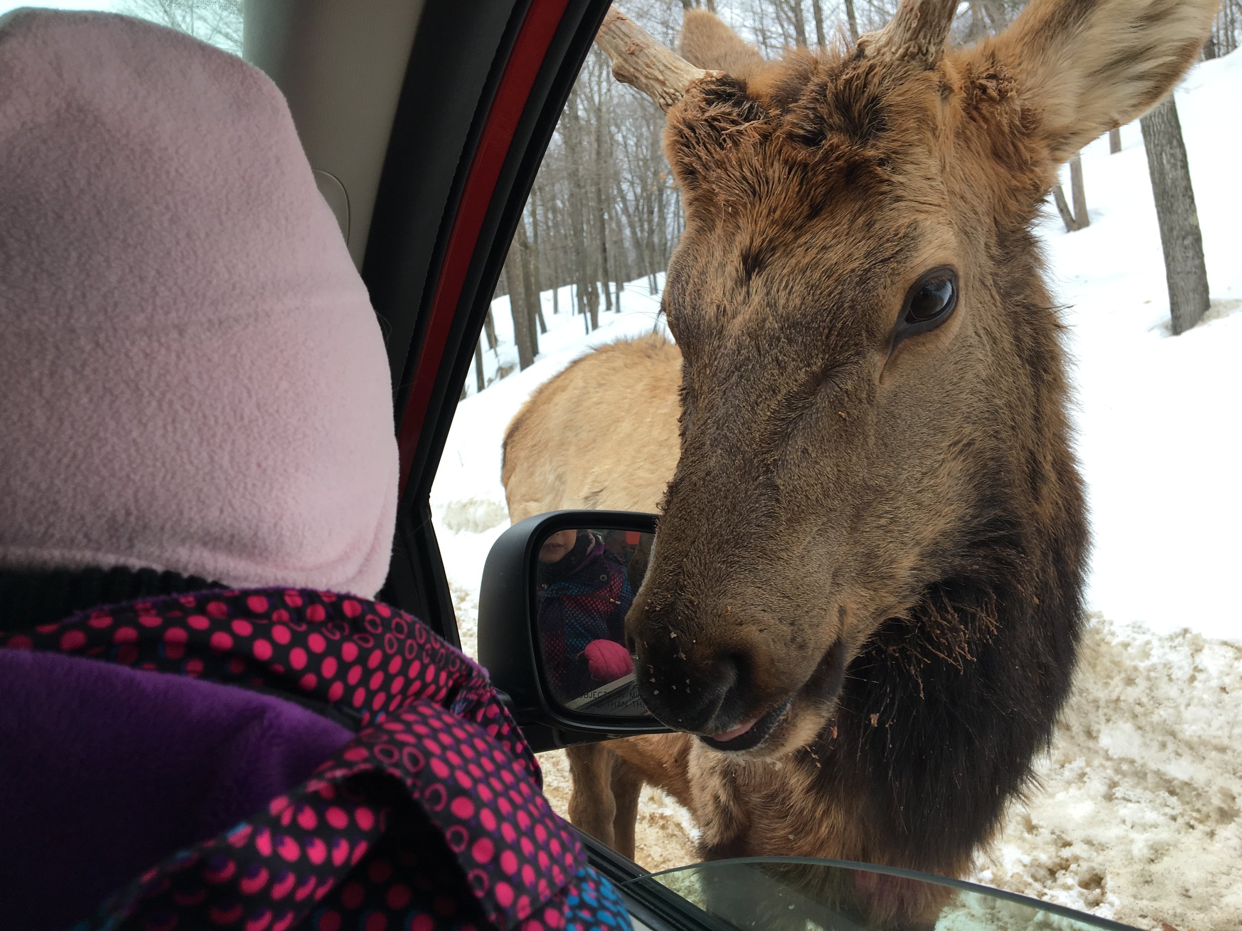 Beaucoup d'animaux à nourir sur le parcours en voiture..JPG