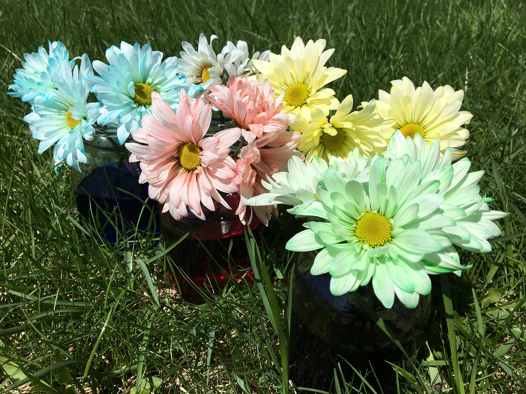 marguerites+colorées-fleurs-fêtes+des+Mères-Bouquet+pour+maman-colorer+des+fleurs+avec+du+colorant+alimentaire-Je+suis+une+maman-Maman+Bricole.png