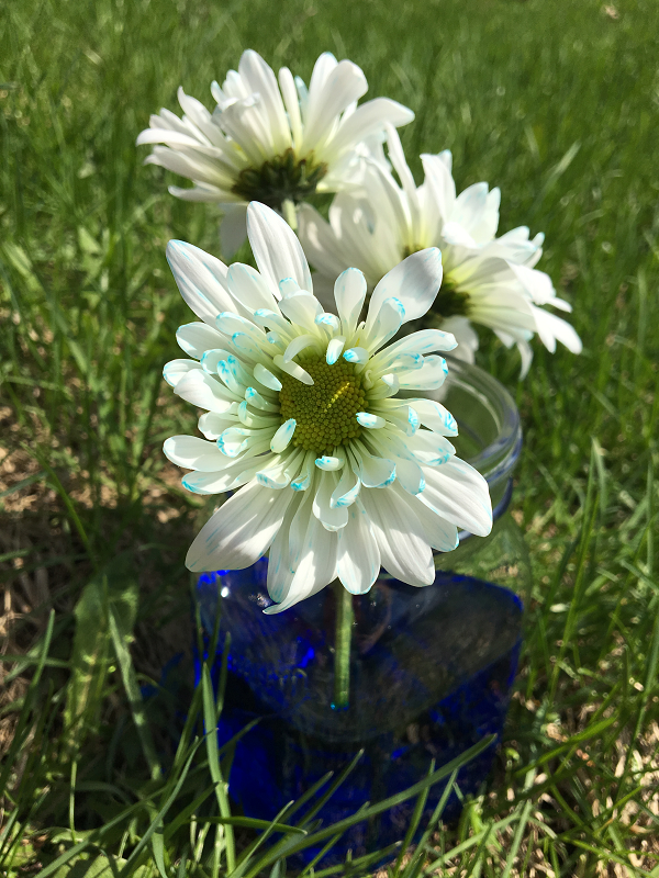 marguerites-fleurs-fleurs+colorées-couleurs-met+de+la+couleur+dans+ta+vie-colorer+des+fleurs-colorant+alimentaire-expérience-plaisir-enfants-simplicité-#mamanbricole-Maman+Bricole-Je+suis+une+maman-6.png