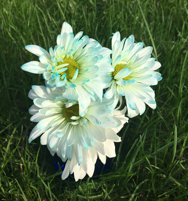 marguerites-fleurs-fleurs+colorées-couleurs-met+de+la+couleur+dans+ta+vie-colorer+des+fleurs-colorant+alimentaire-expérience-plaisir-enfants-simplicité-#mamanbricole-Maman+Bricole-Je+suis+une+maman-4.png