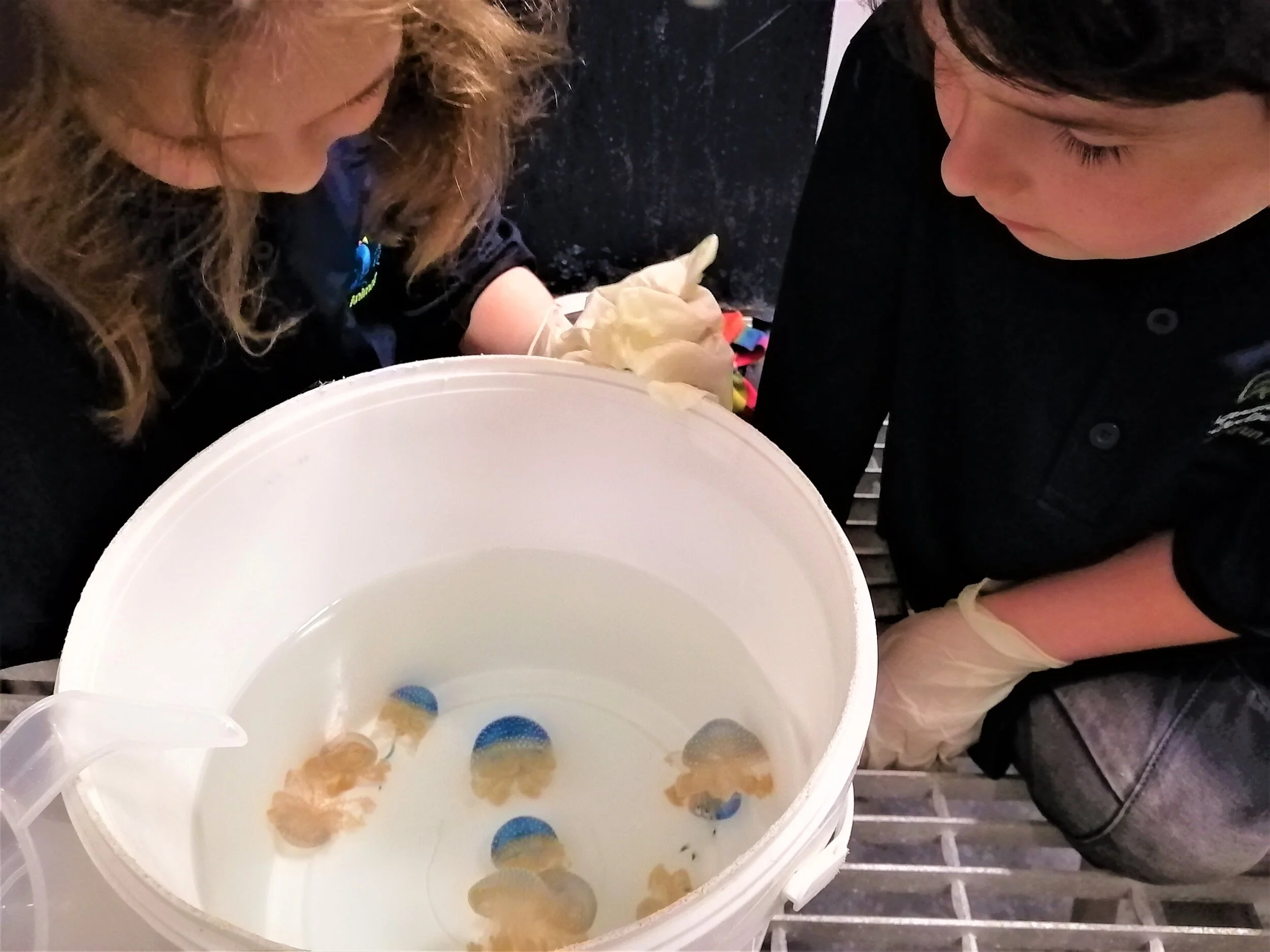 arrière-scène-VIP-aquarium-sortie-familiale-Québec-nourrir-les-méduses