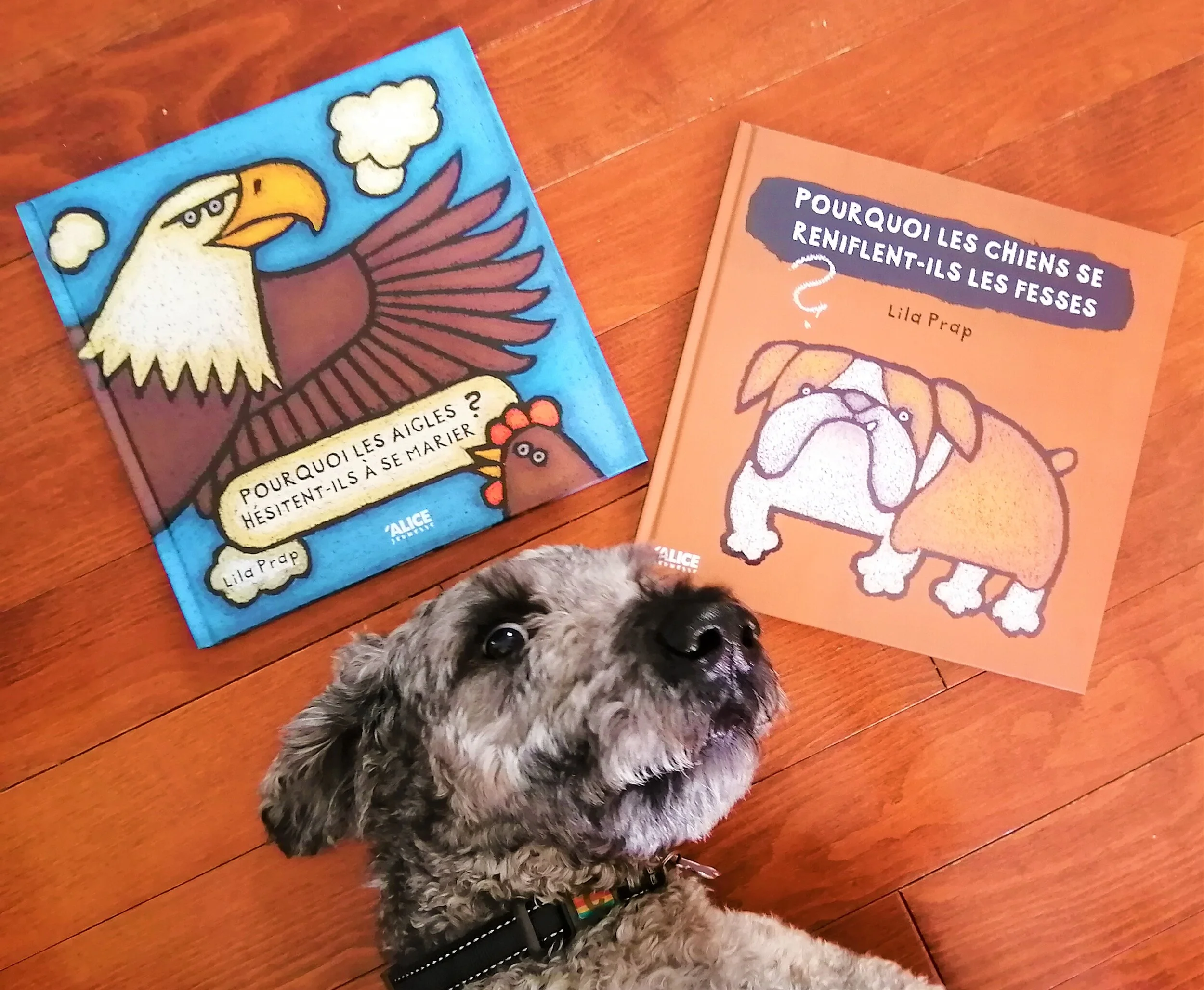 suggestion-livre-enfants-pourquoi-alice-jeunesse