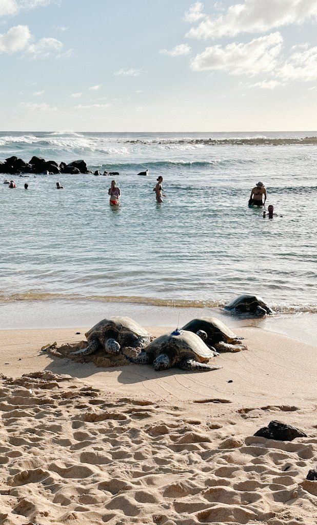 Plage pour voir des tortues à Kauai.jpg