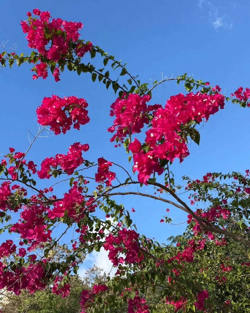 Les jardins en Martinique.jpg