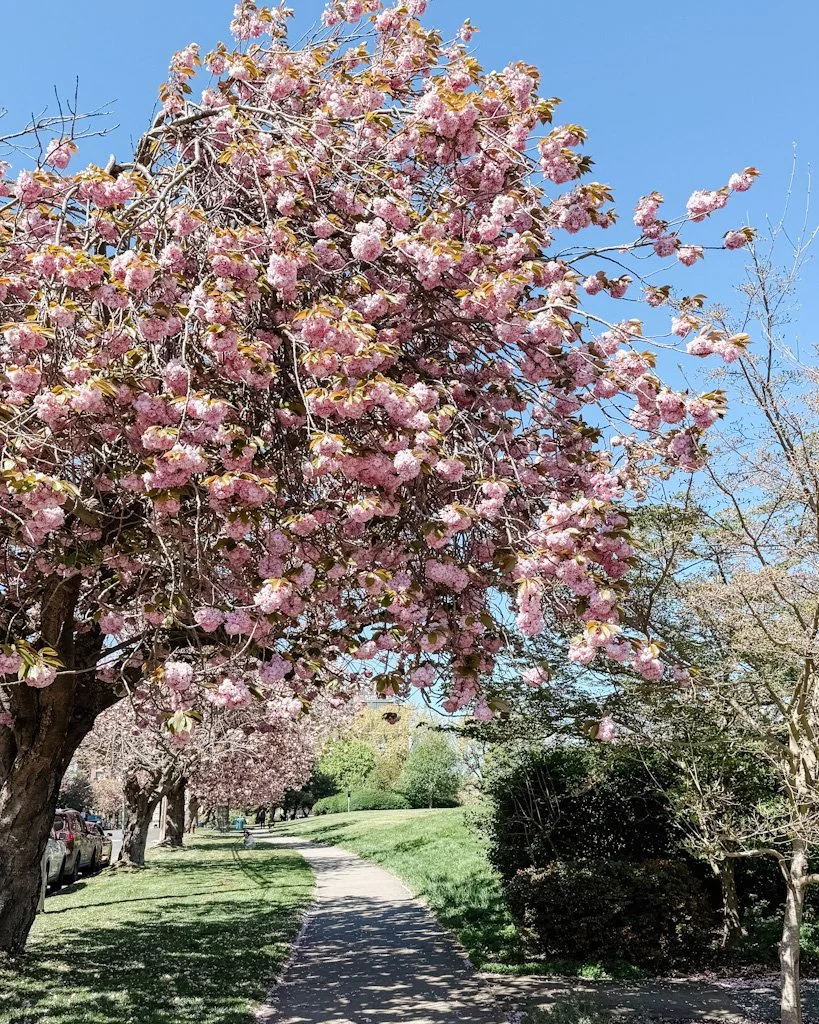 Le printemps à Victoria.jpg