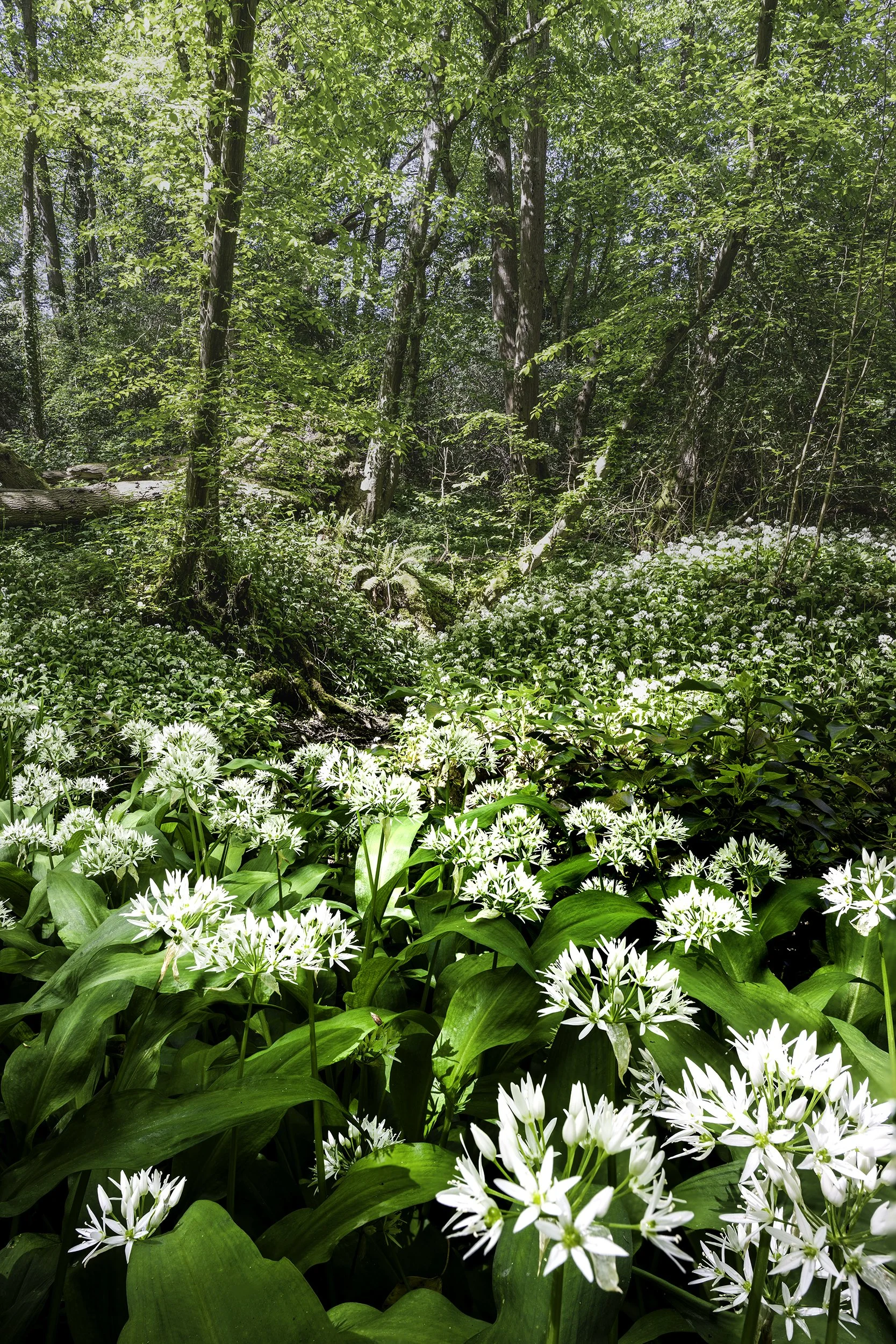 Wild Garlic.jpg