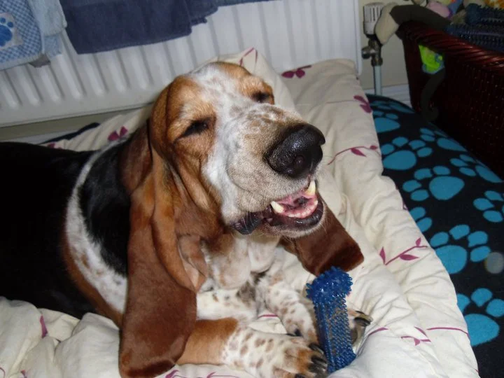 Archie showing his sense of humour