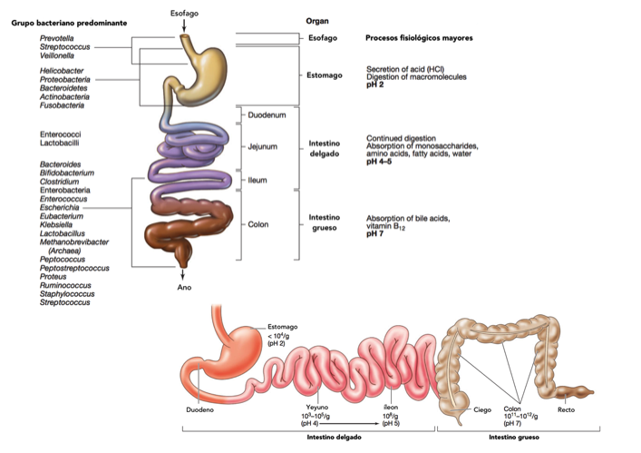 Figura 1. Especies bacterianas presentes en el tubo digestivo humano.