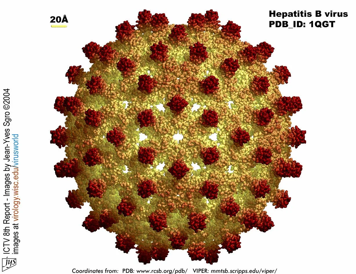 hpb-hepatitis-b-ictv8.jpg