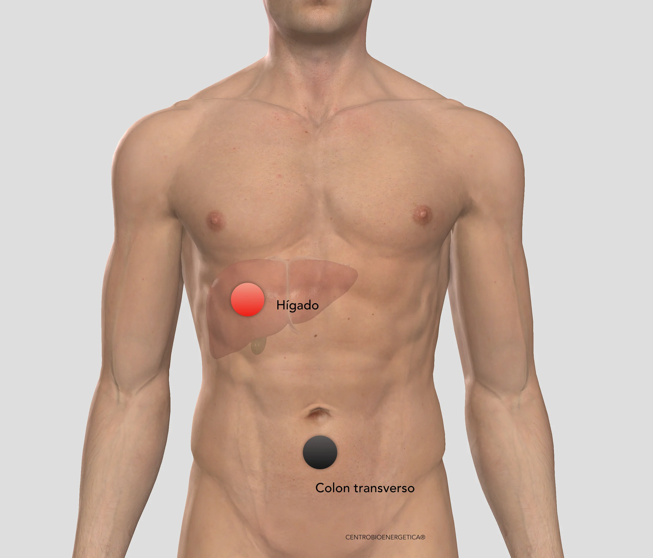 Colon transverso - higado.jpg