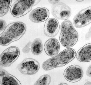 brucella_melitensis.jpg