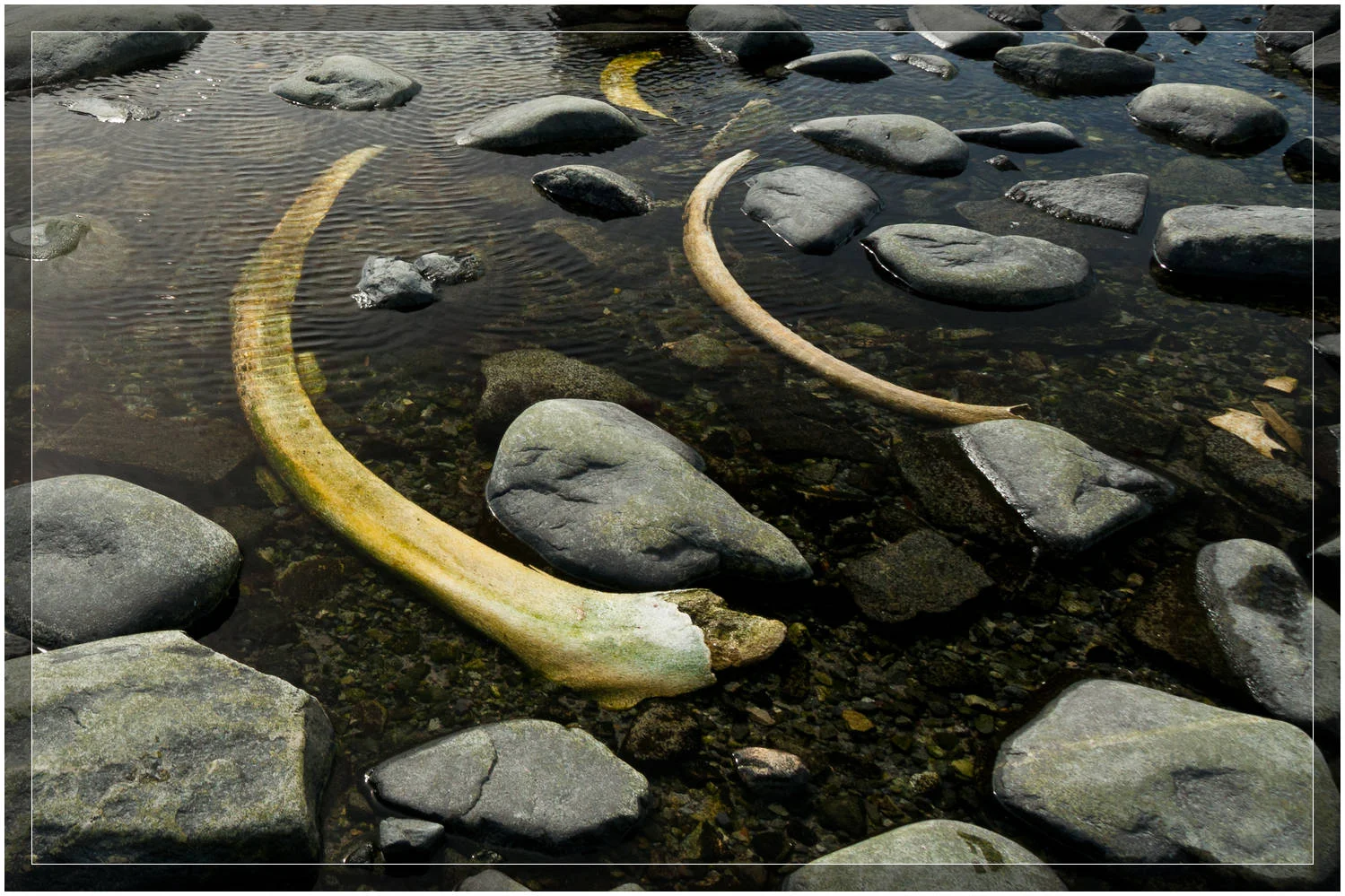 Whaling history in Antarctica (c) Dustin Main 2010
