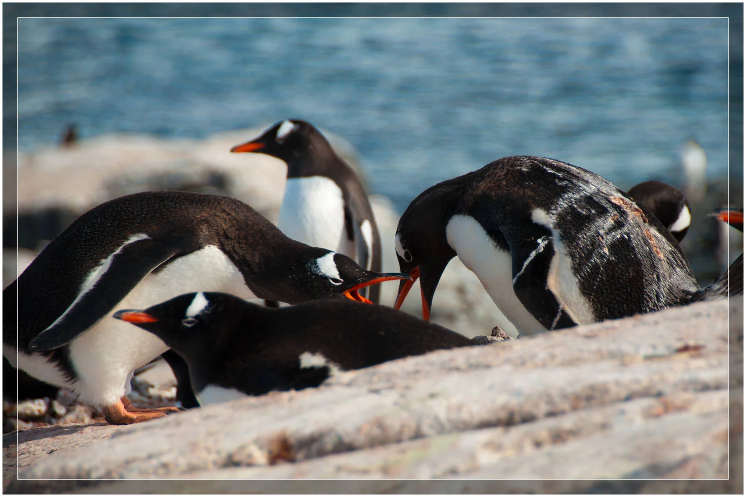 Penguin fight - Antarctica (c) Dustin Main 2010