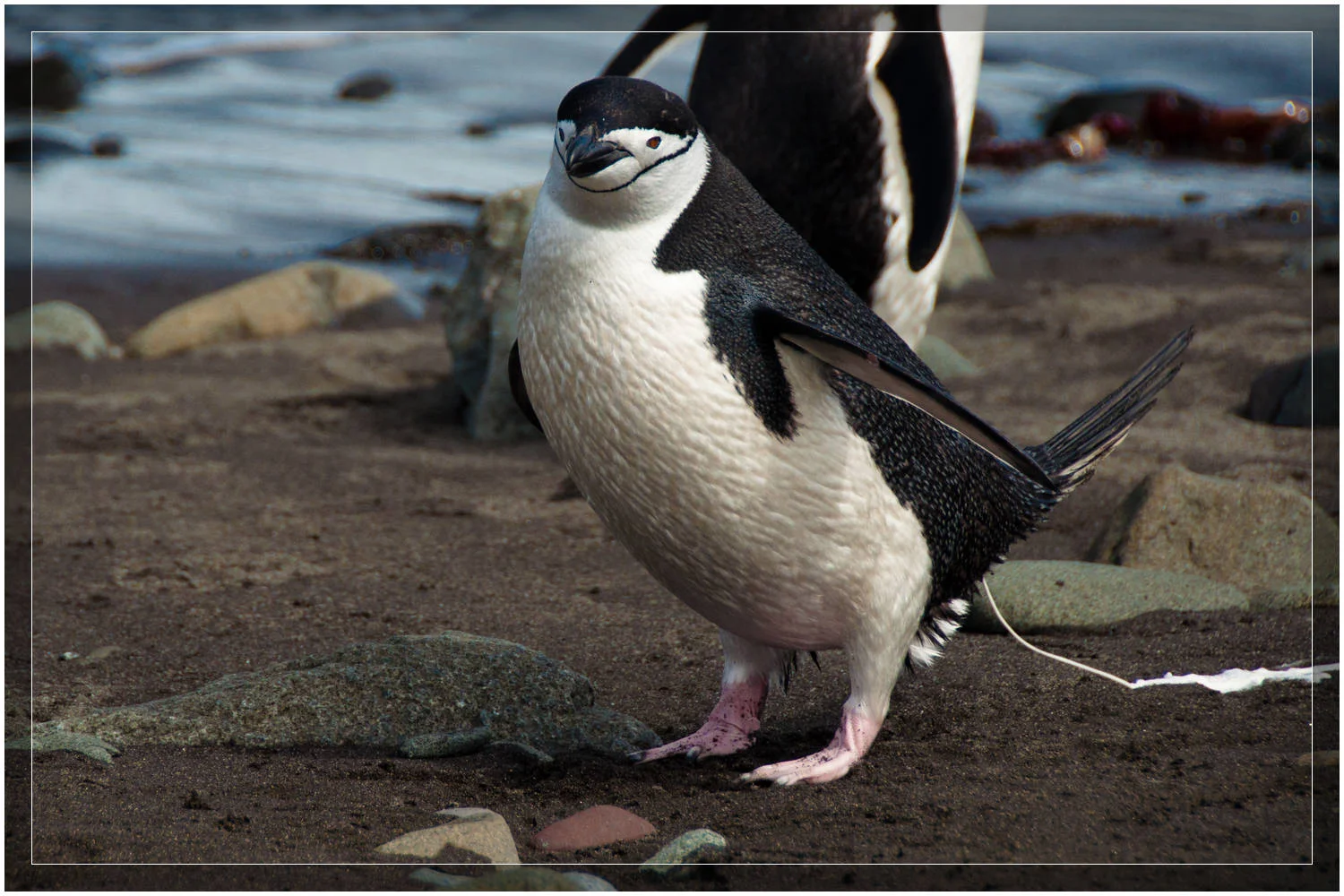 Penguin caught pooing - Antarctica (c) Dustin Main 2010