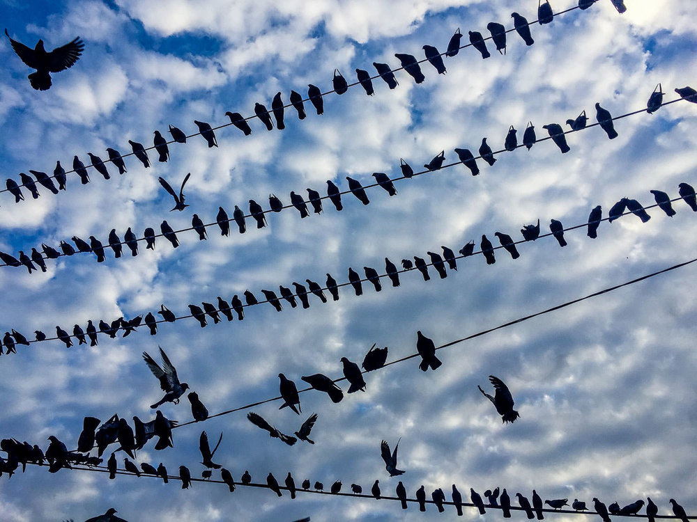 Birds on a wire - Downtown Yangon