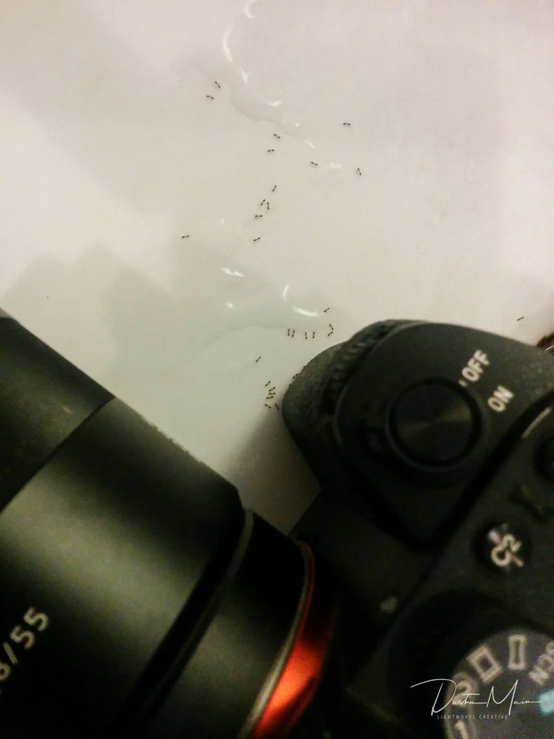 My Camera was Home to an Ant Farm