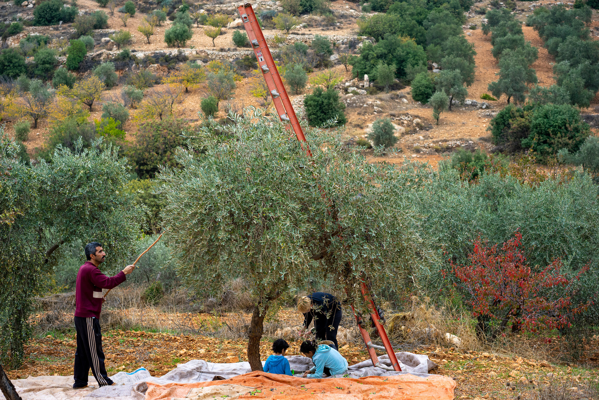 Abu Mahmoud and his daughters pick olives on the family plantation near Orjan, Jordan