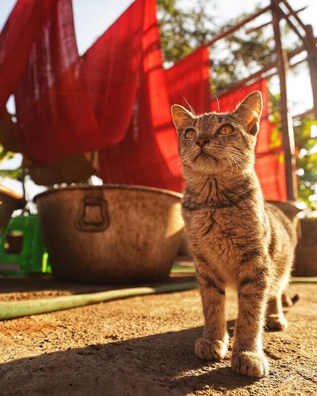 Cat on the Water

Local kitty stands guard over a recently dyed robe at a handmade monk robe weaving factory

There were a couple of cats living here, on a pair of buildings set on stilts above the water in Taung Tho village

Outside, this cat would roam the multi-level grounds, hopping onto the boats tied up alongside the house to peer closer into the water.  I watched as it swatted at a small fish in the lake below, knocking it out of the water with its claw and onto the boat before downing it all in one go.  Once finished, it jumped back onto the dock of the stilted home with little fear, as snack time was obviously taken care of for now

Inside, workers weaved silk and cotton, dyed with a host of natural trees, flowers and plants.  These were then made into robes for monks, as well as a few scarves and the like for special occasions

#UnTourToMyanmar #ThisMyanmarLife #burma #Myanmar #inlelake #passionpassport #thediscoverer #inle #monk #documentary #documentaryphotography #myanmarmagic #instamyanmar #taungtho #bbctravel #bbcearth #guardiantravelsnaps #tbscommunity #digitalnomad