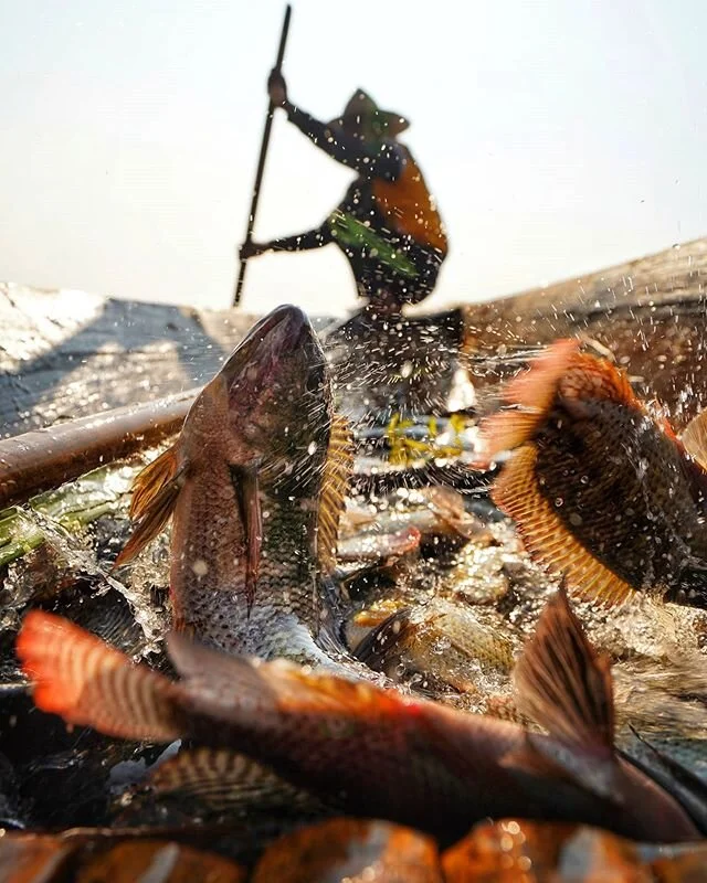 A Fisherman's Life

9kg of fish.  That's what Aung Myo Thu tries to catch and take home every morning on the lake.

He lays out the traps overnight in amongst the weeds of shallow Inle Lake.  Then the next morning, shortly after sunrise, he heads back out to see what he's got

It's interesting to watch him manoeuvre around to check the traps.  It happens so seemlessly. There are essentially no landmarks around to get your bearings when it comes to finding your place on the lake for something as small as this.  But as he grew up on the lake, it's essentially his back yard

The fish he catches find their temporary home at the bottom of his shallow and narrow boat in a tiny bit of water that slowly seeps through the bottom of the boat.  When a few new catches drop in, they often flip and splash around... Hoping for an escape back into the lake

These 9kg of fish will be sold in his village for about 2000kyat ($1.30usd) per kilo

#UnTourToMyanmar #ThisMyanmarLife #Myanmar #burma #intha #inlelake #documentaryphotography #documentary #myanmartourism #myanmarmagic #everydaymyanmar #everydayasia #splishsplash #fishing #gonefishing #magnumphotos #bbctravel #passionpassport