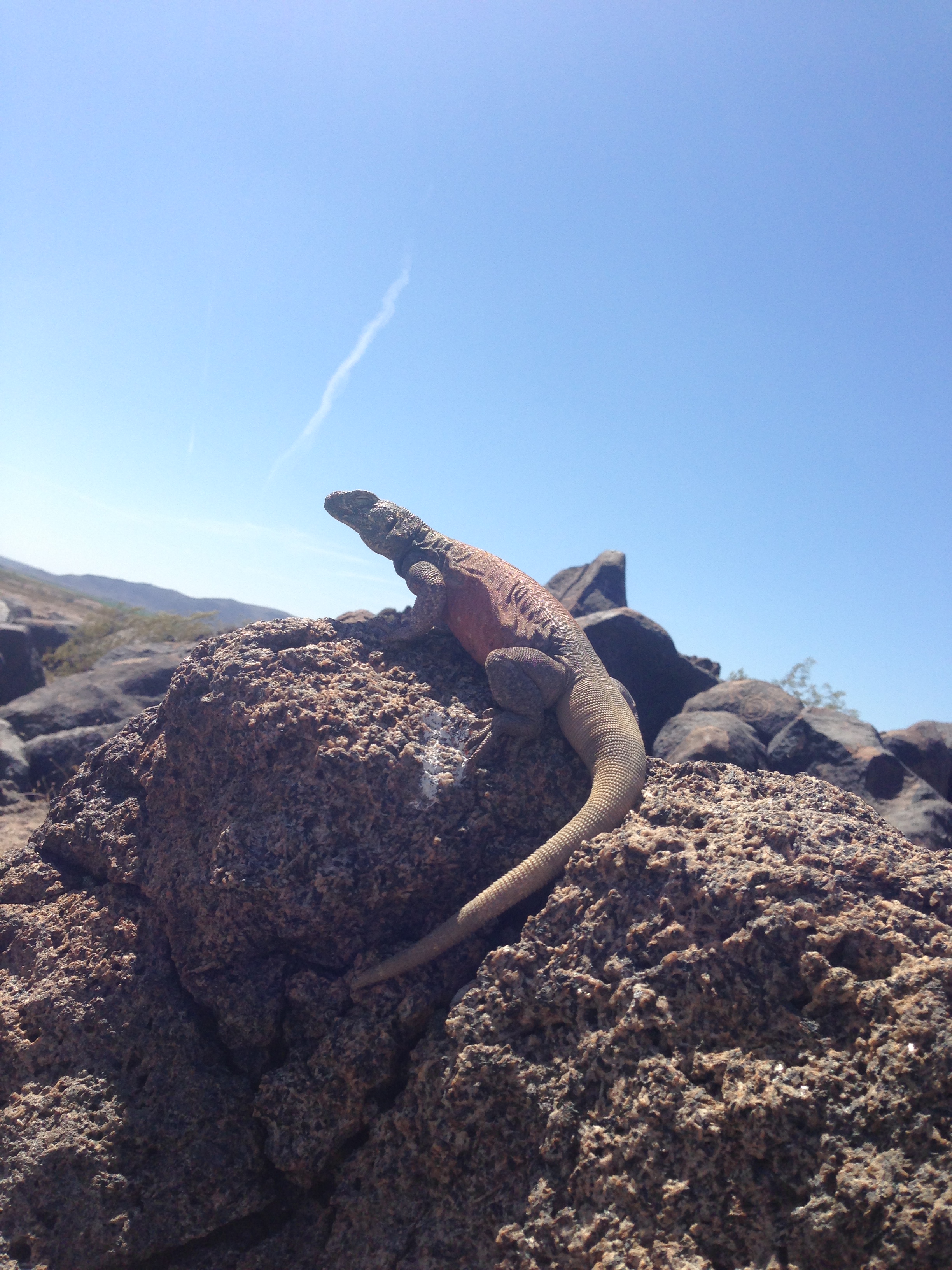 Painted Rock Petroglyphs, Arizona — The Last Adventurer