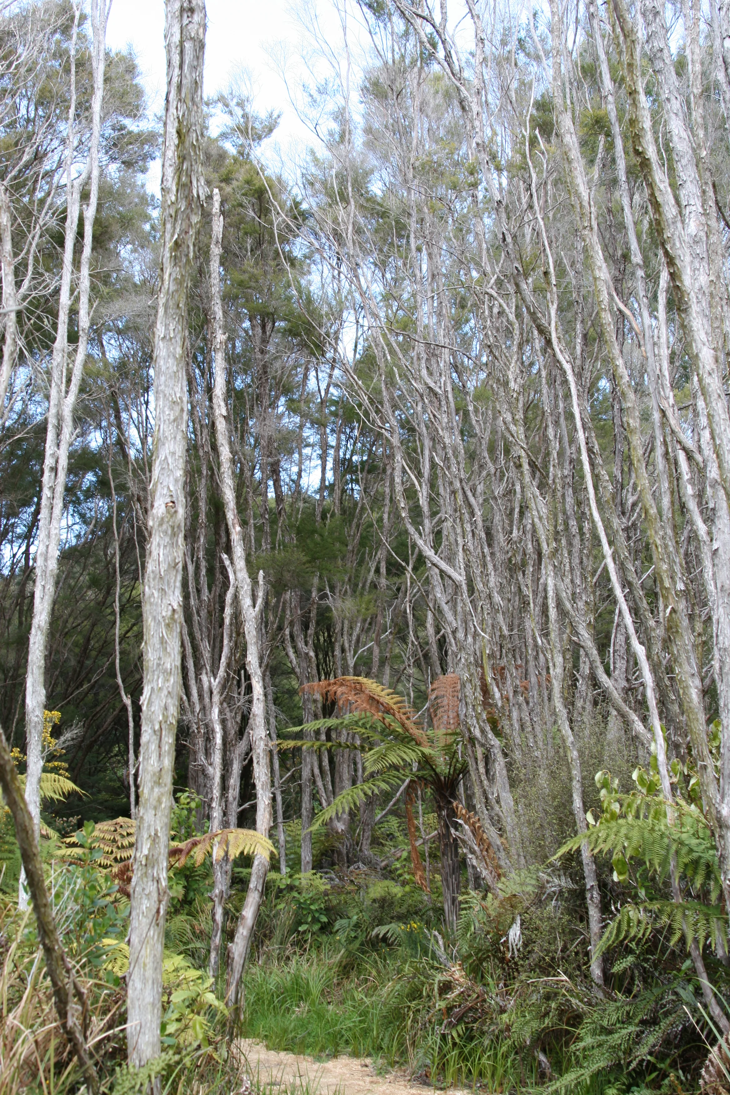  Coast Track from Awaroa to Awaroa Saddle 