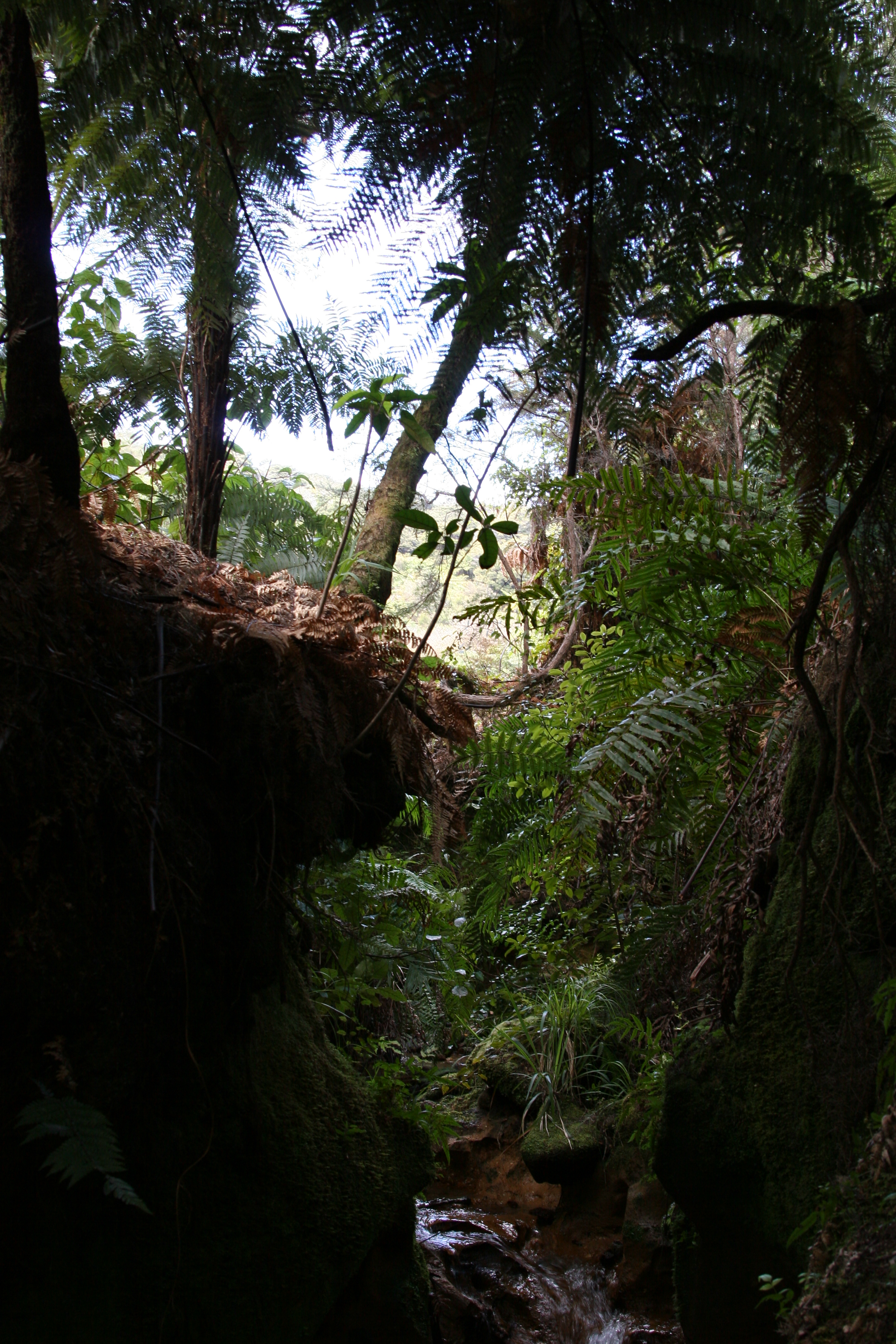    Coast Track from Awaroa to Awaroa Saddle  