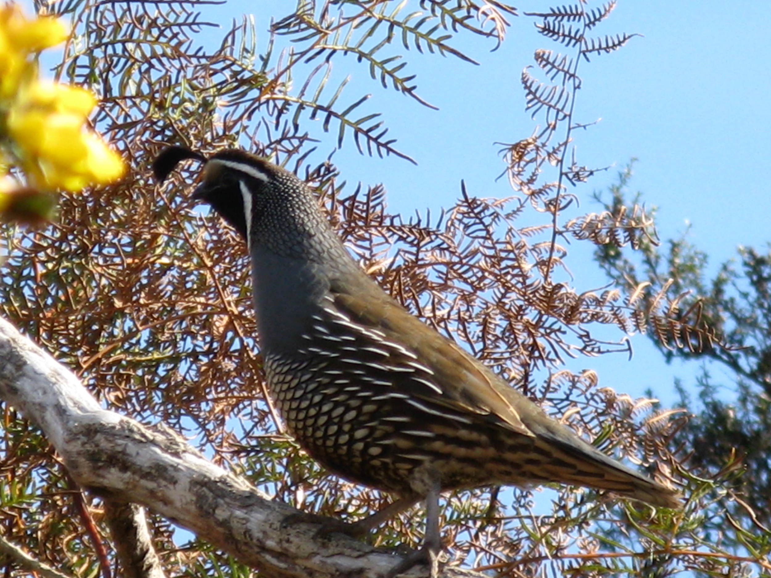  Quail 