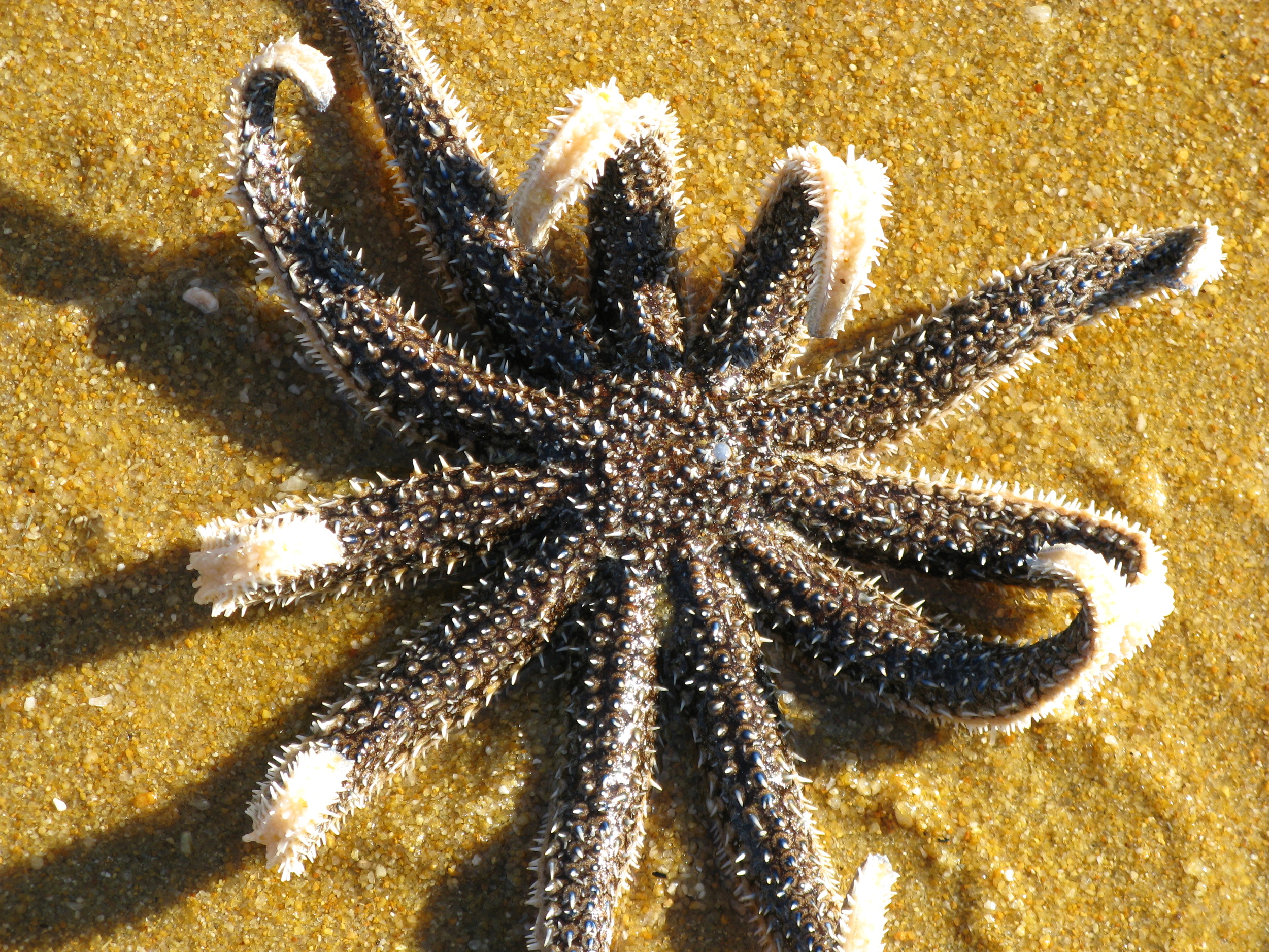  Starfish 