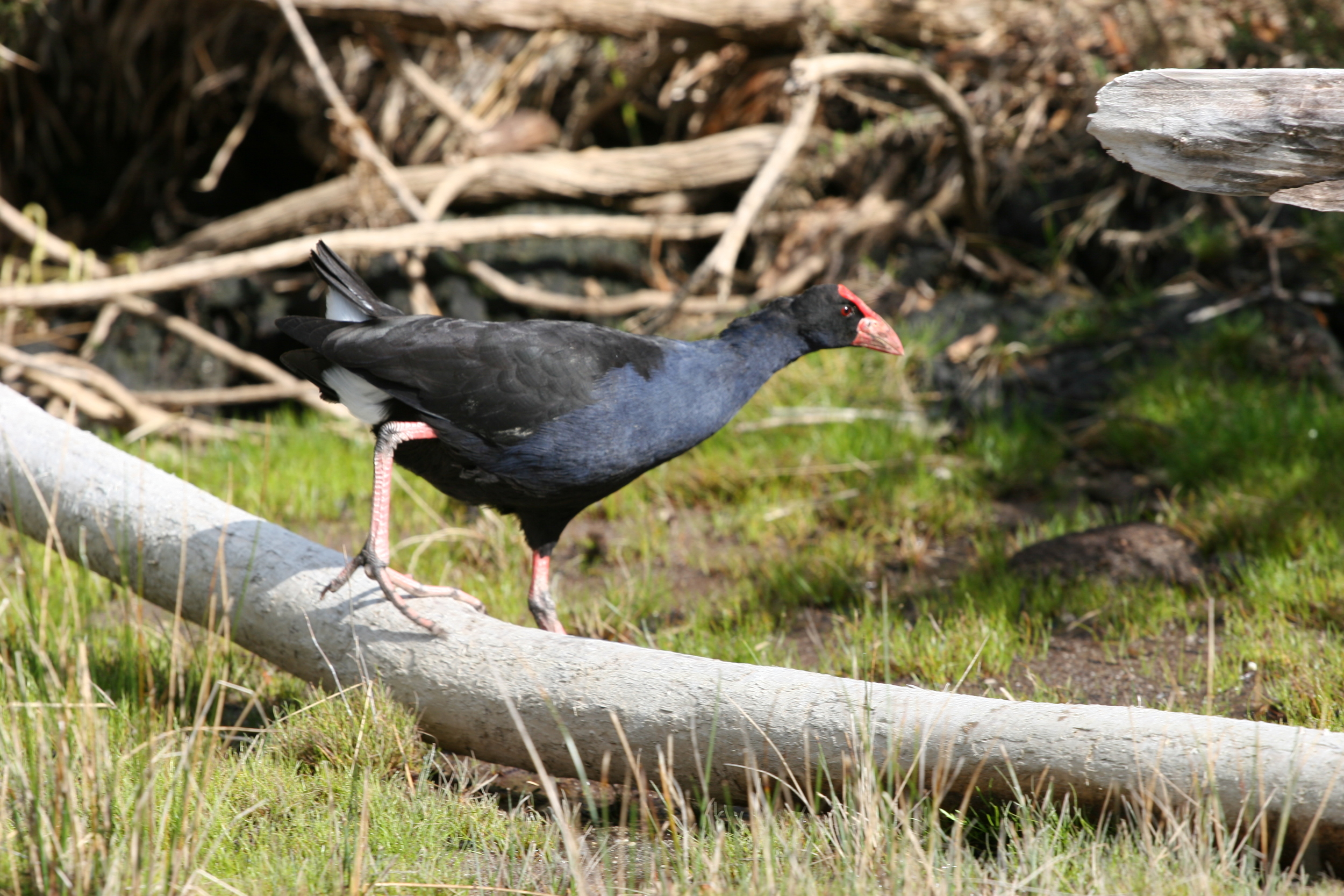  Pukeko 