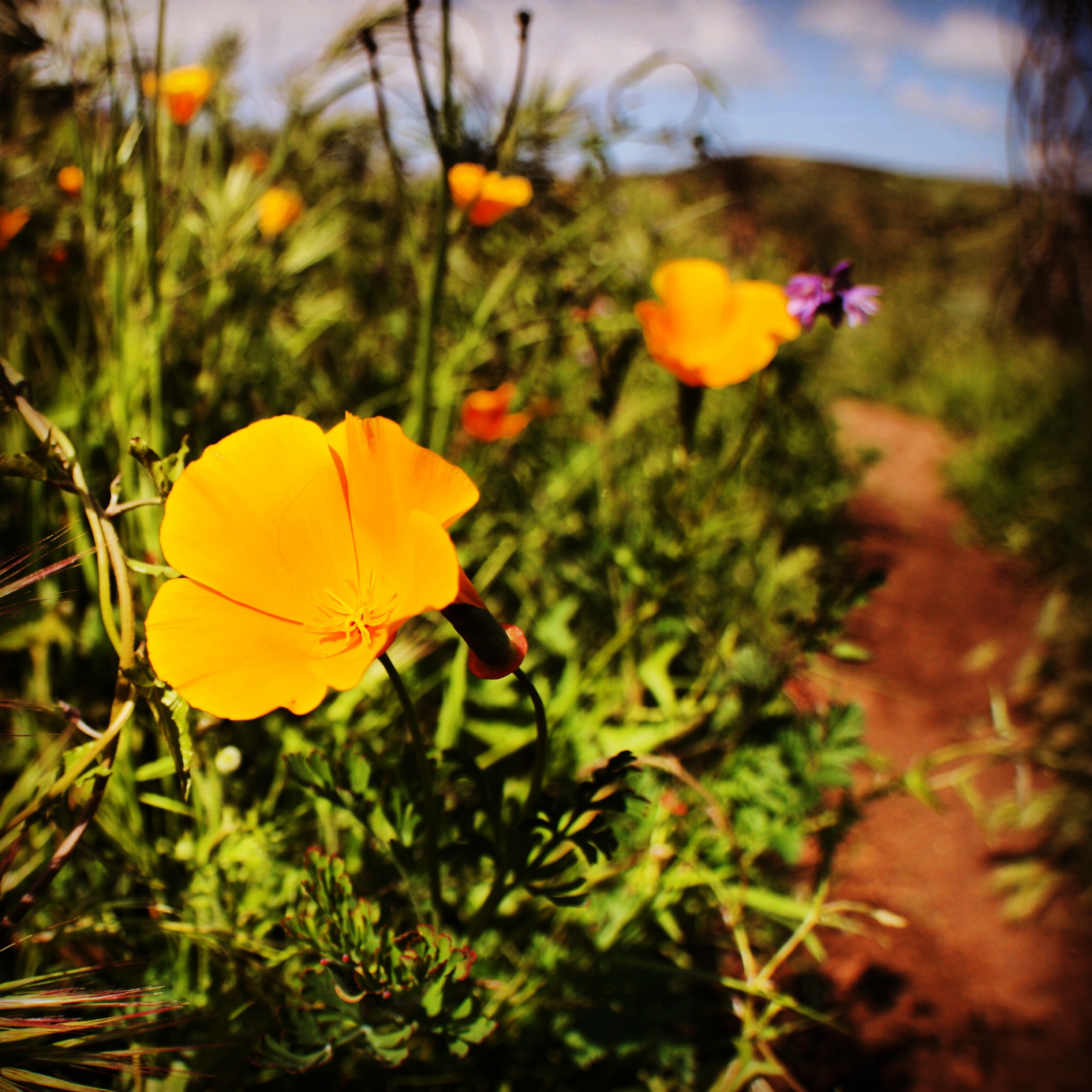 California Poppies, Oak Canyon, Mission Trails Regional Park