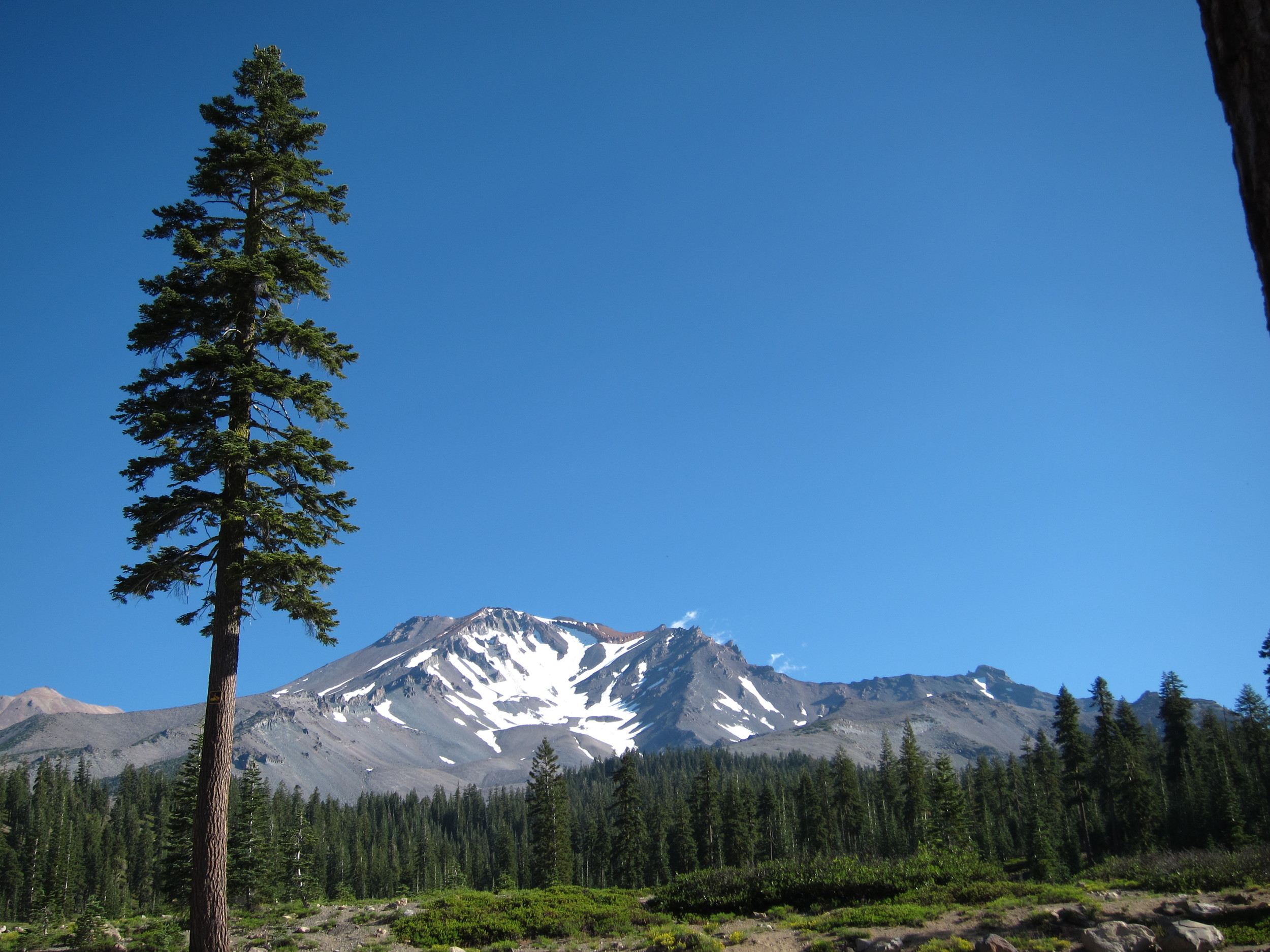 That's a tree - not a UFO. As for the Mount Shasta vortex? It could be in this photo. Maybe. 