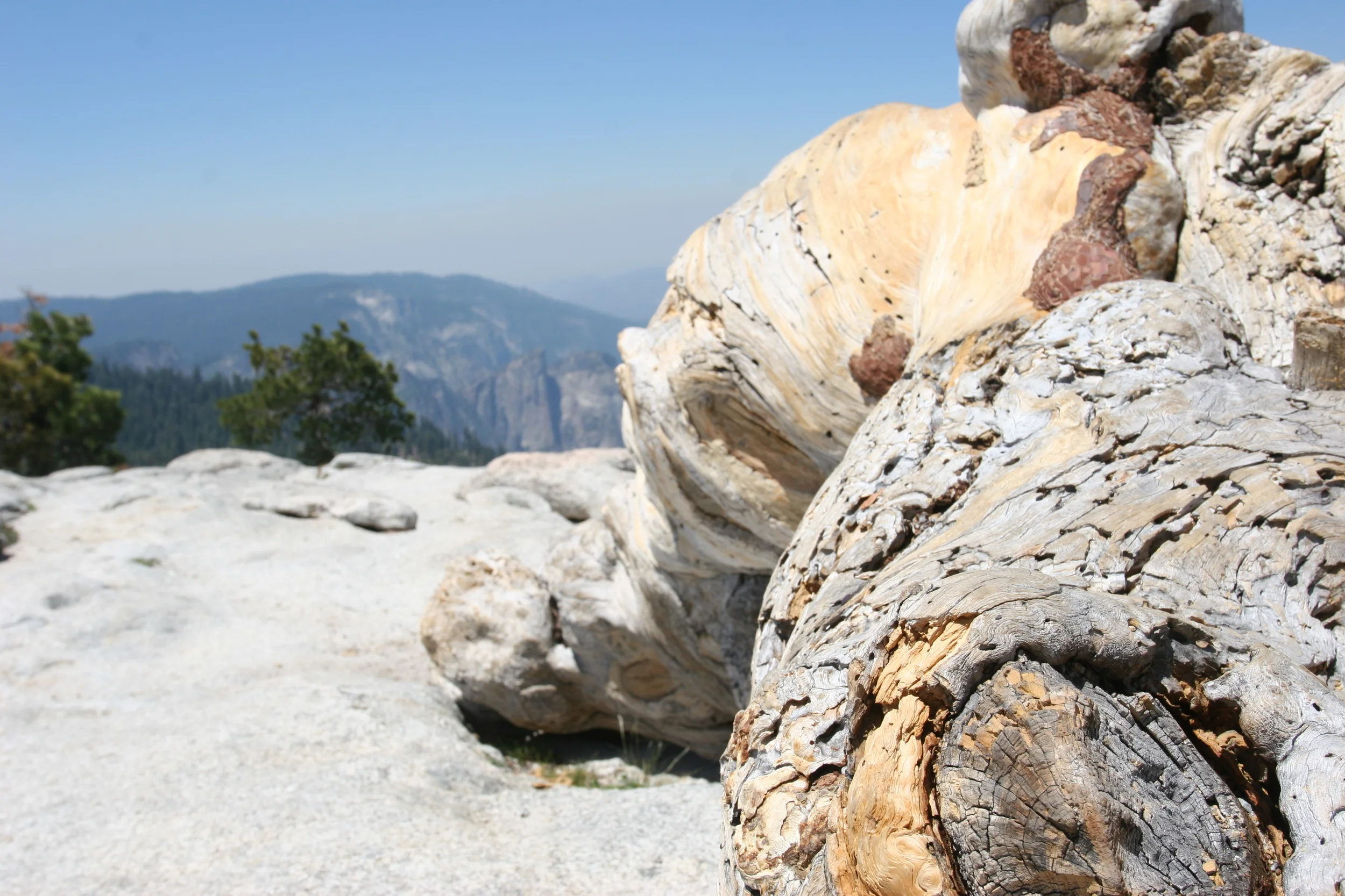 Fallen Jeffrey Pine, Sentinel Dome