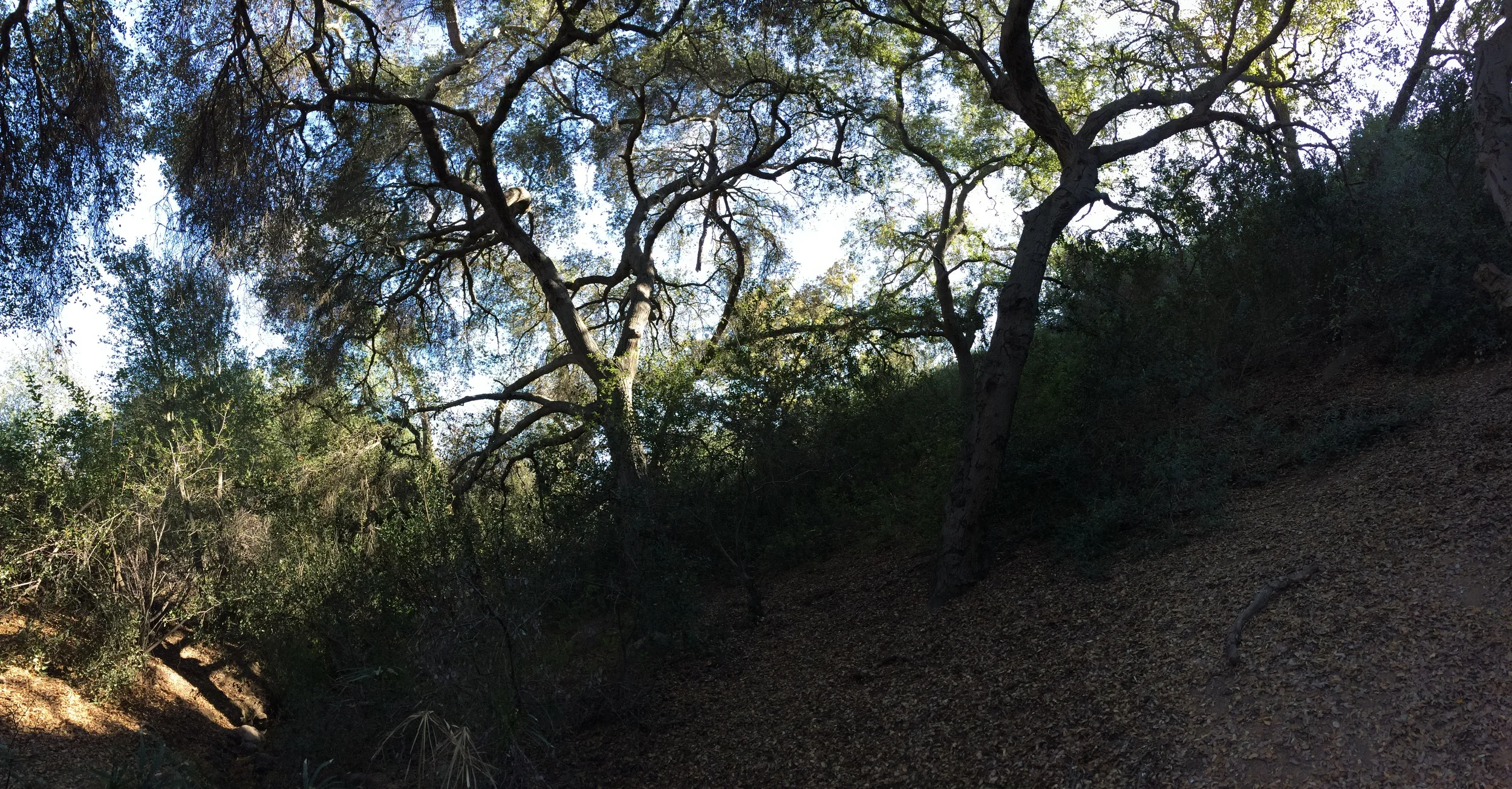 Oak Grove Loop Trail