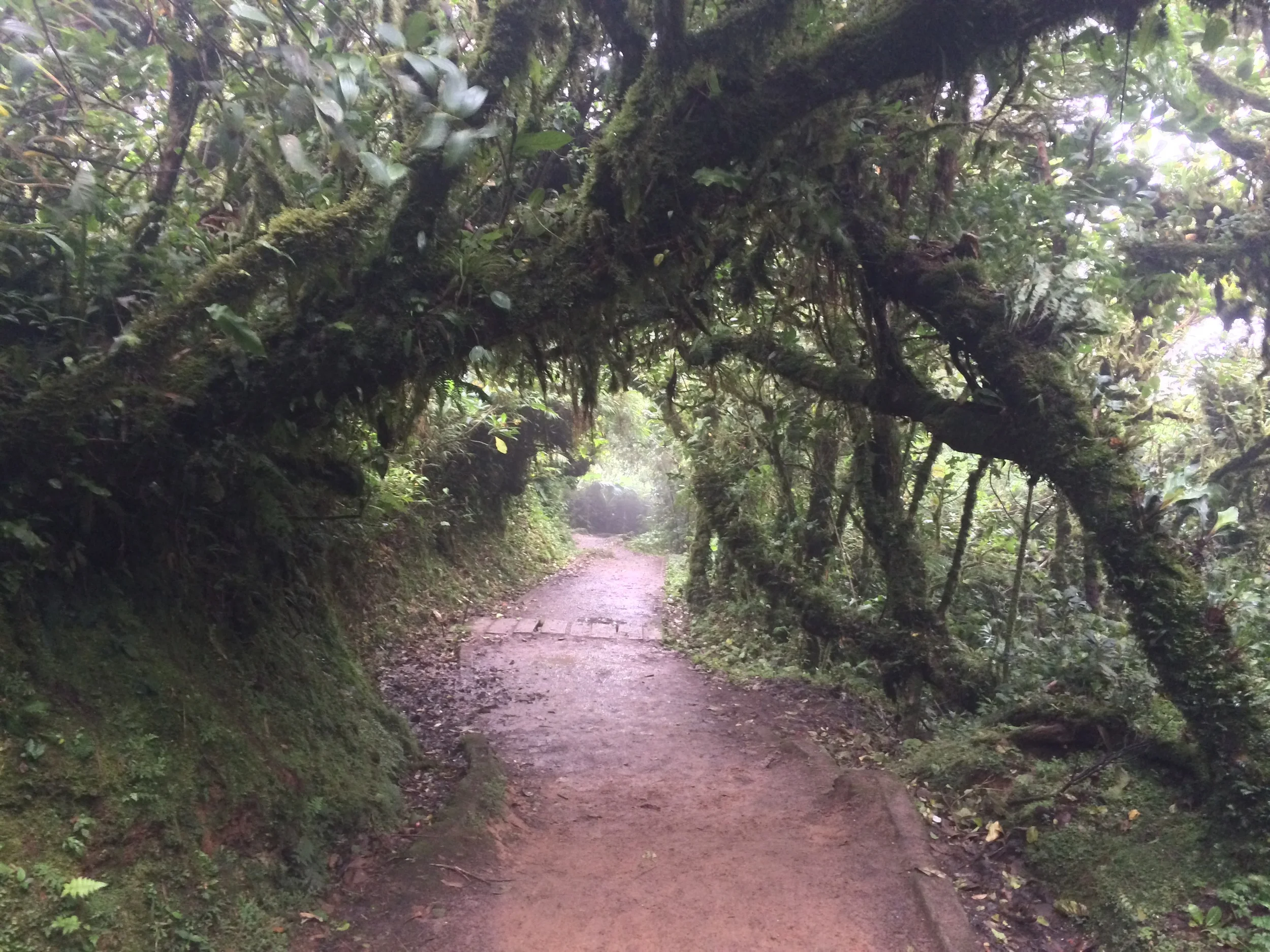 Trail to "La Ventana" Viewpoint, Monteverde Cloud Forest Reserve