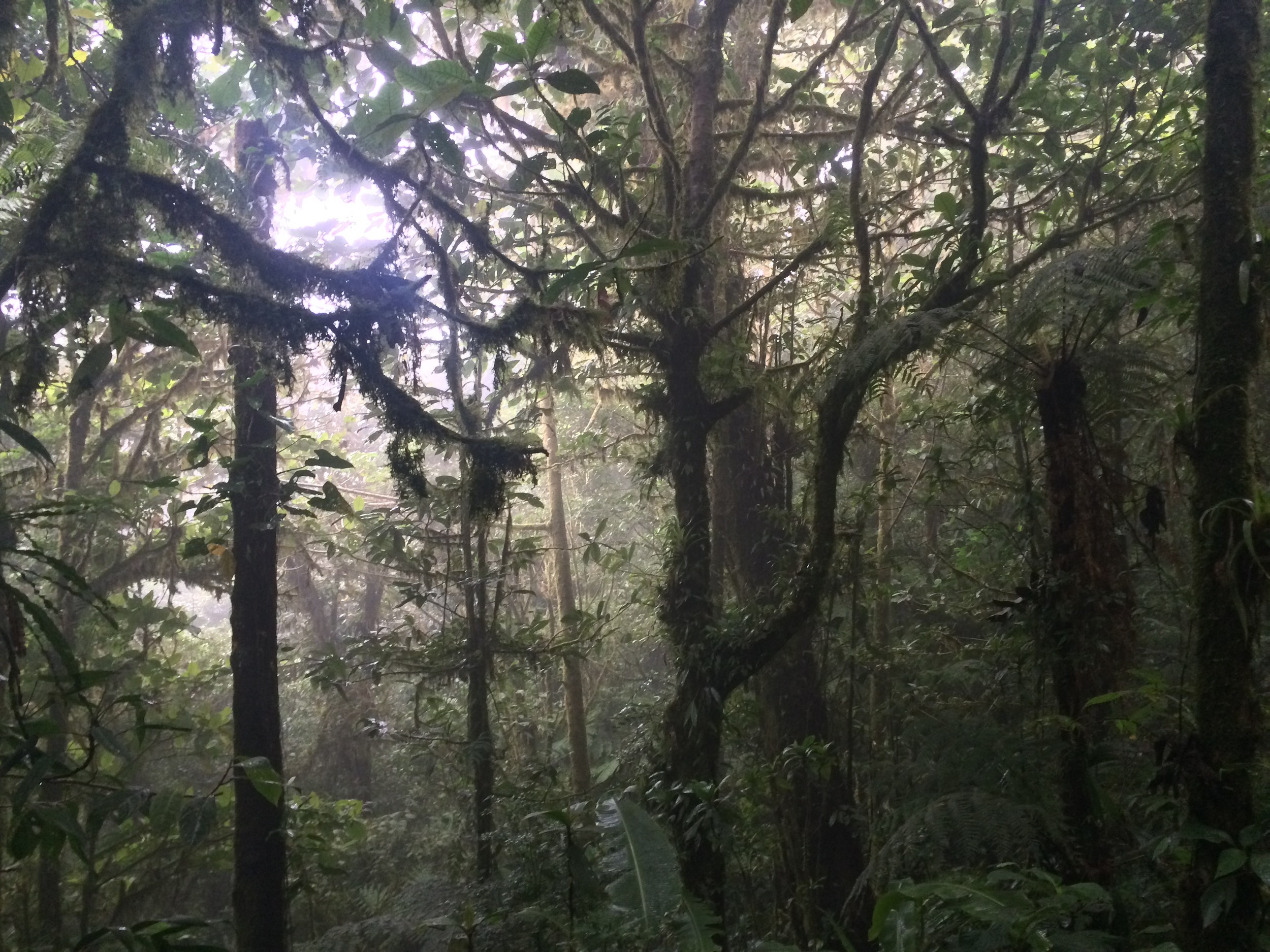 Sendero Wilford Guindon, Monteverde Cloud Forest Reserve, August 2015